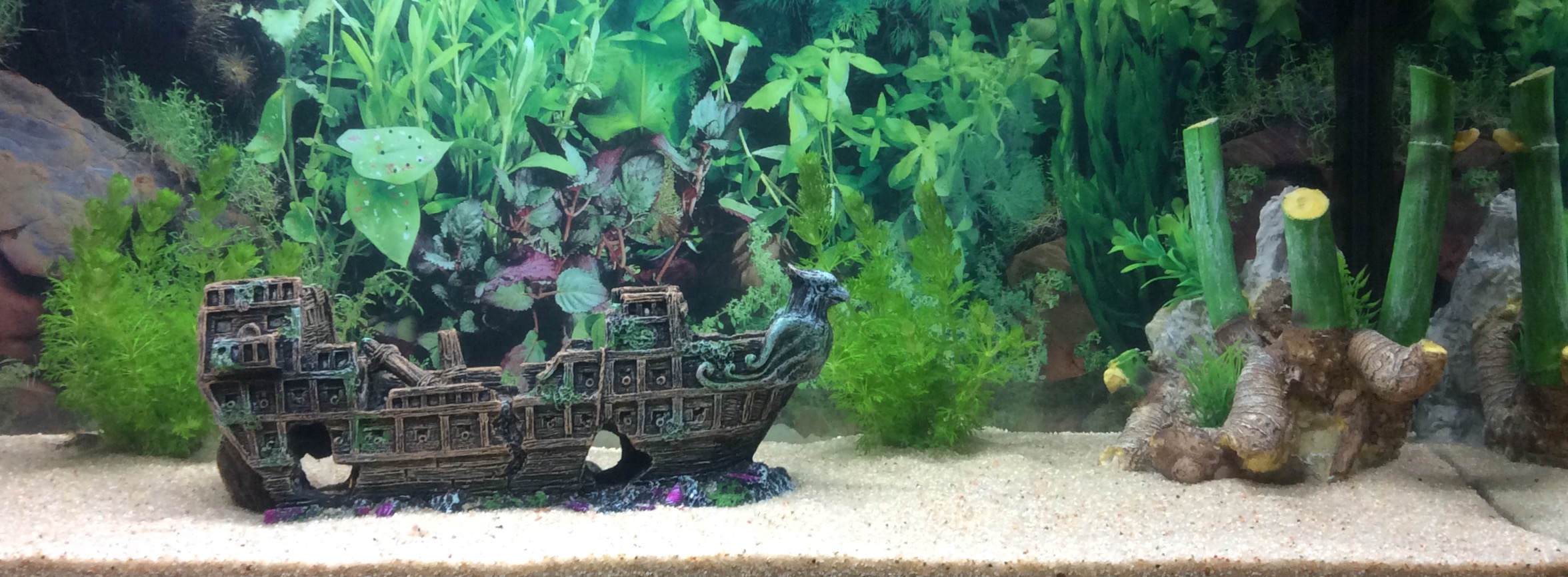 Barco hundido con plantas naturales de fondo