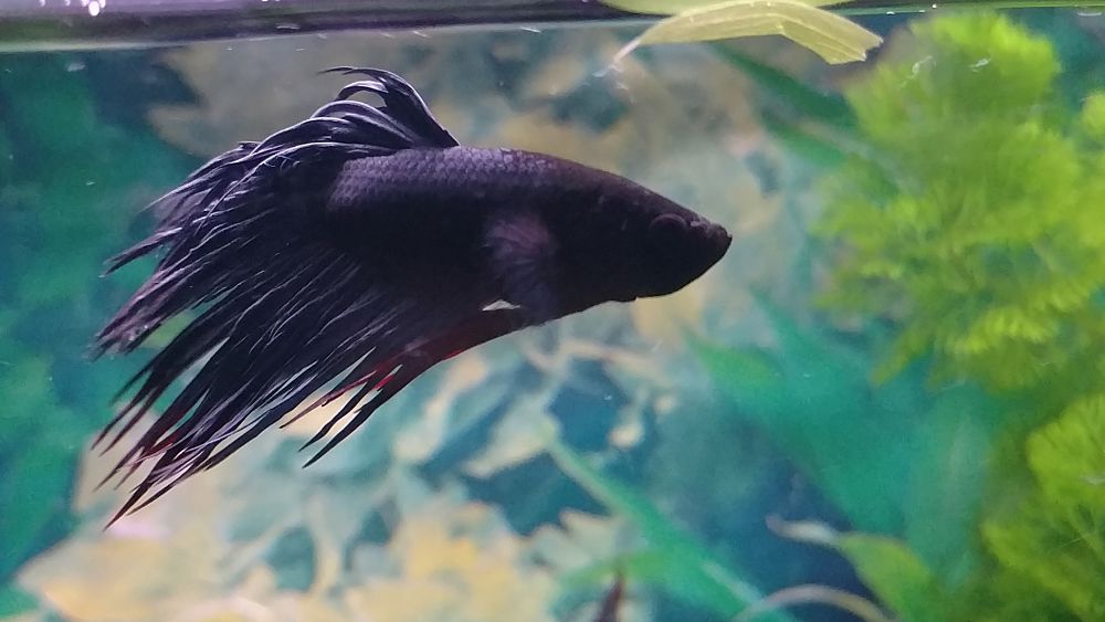 Betta corona