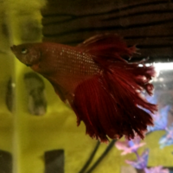 Betta rojo