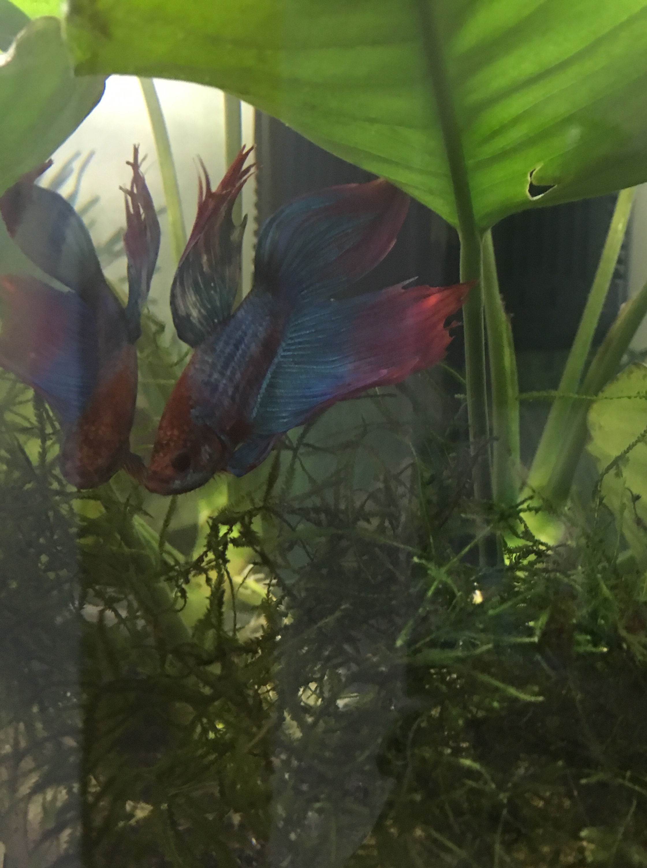 Betta Splendens
