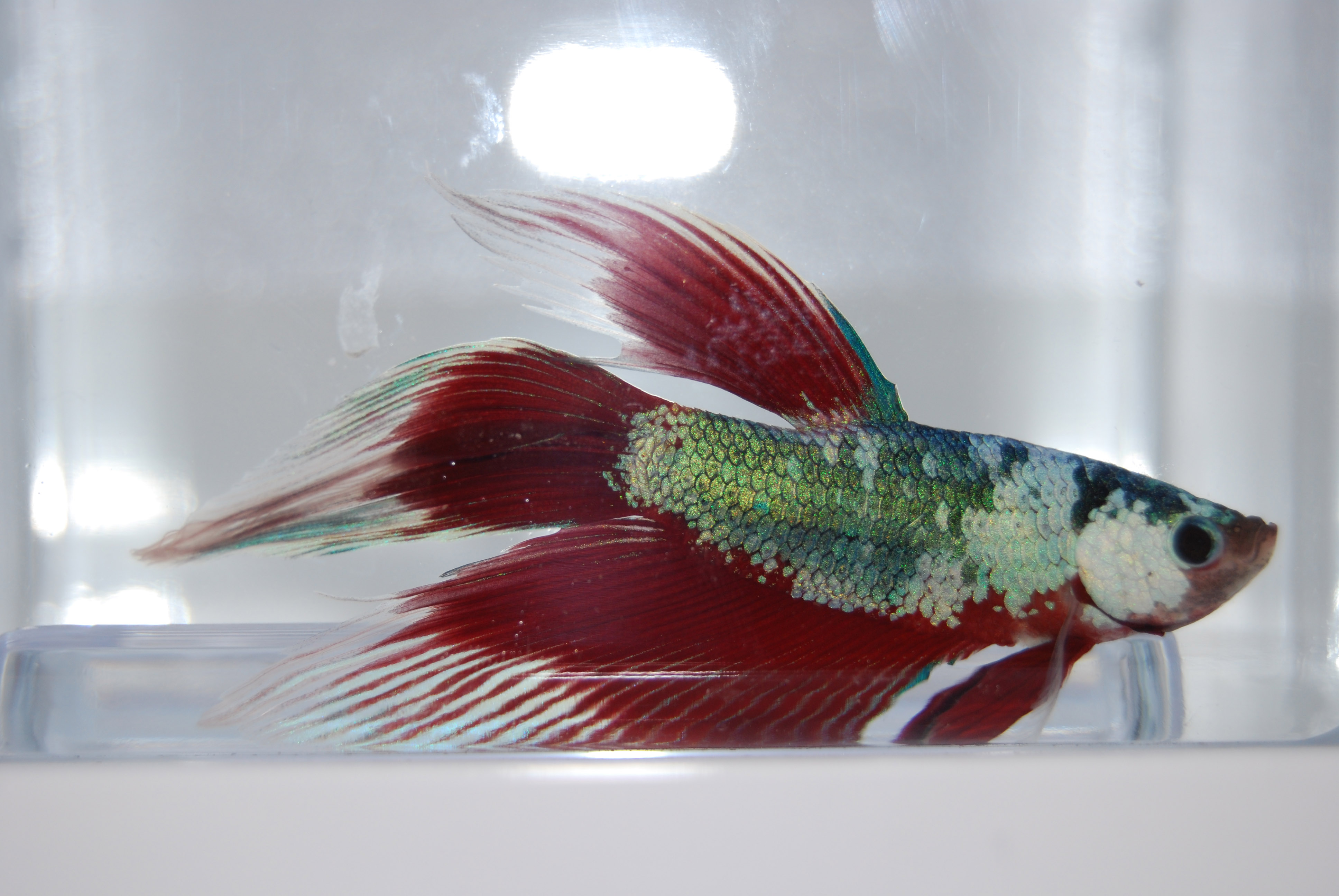 Betta