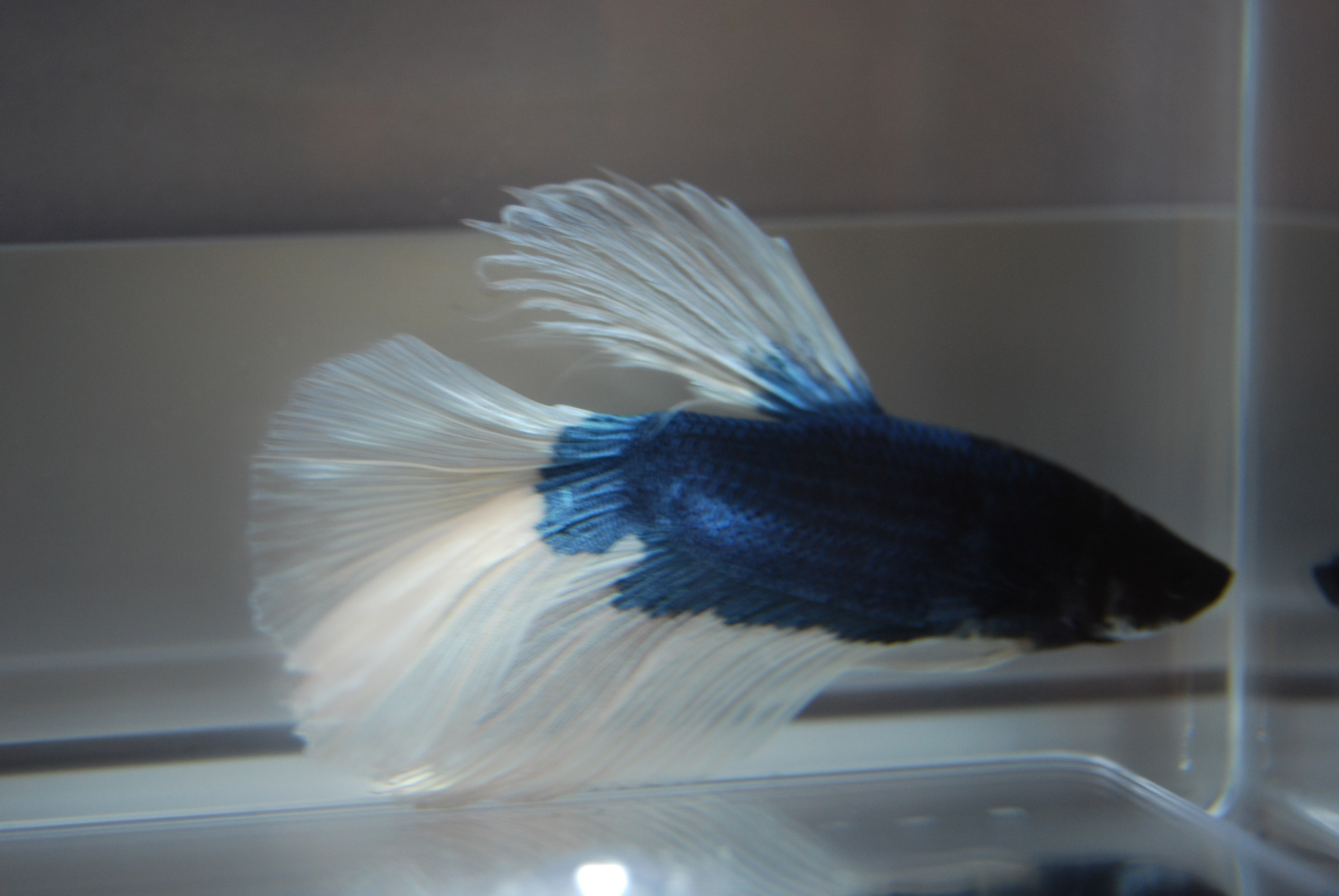 Betta