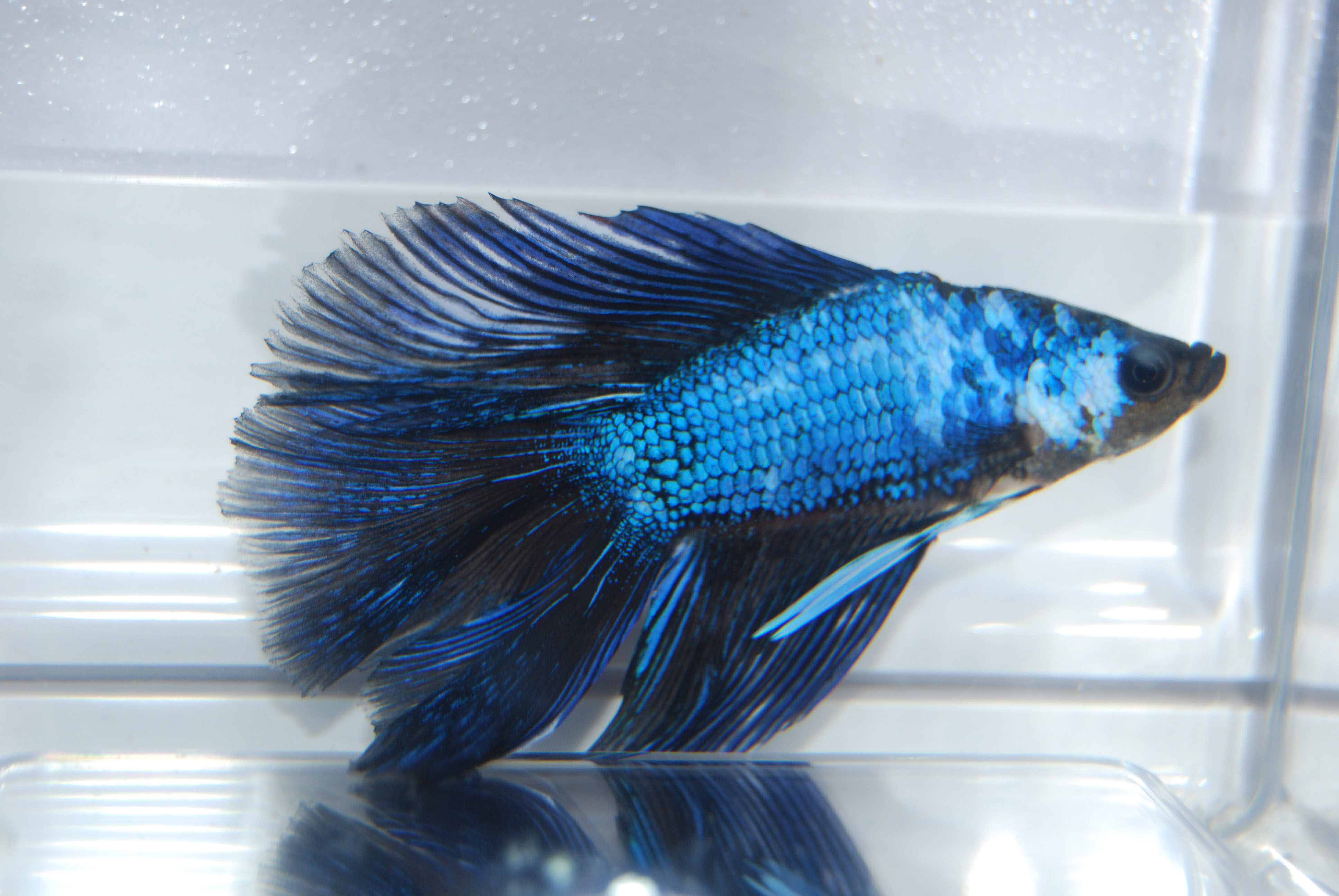 Betta