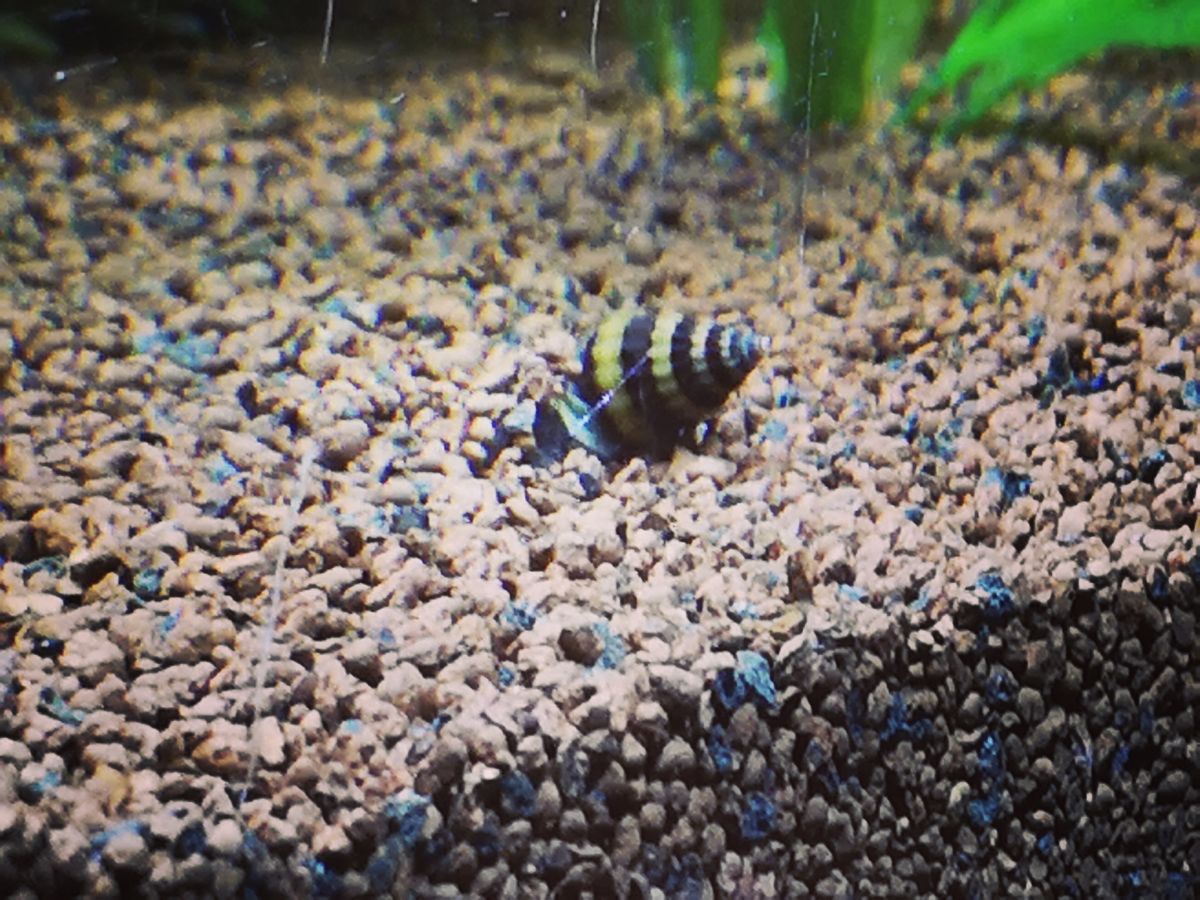 Caracol de acuario