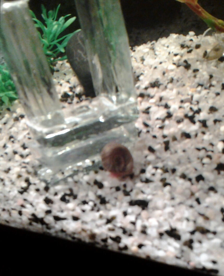 caracol Planorbis
