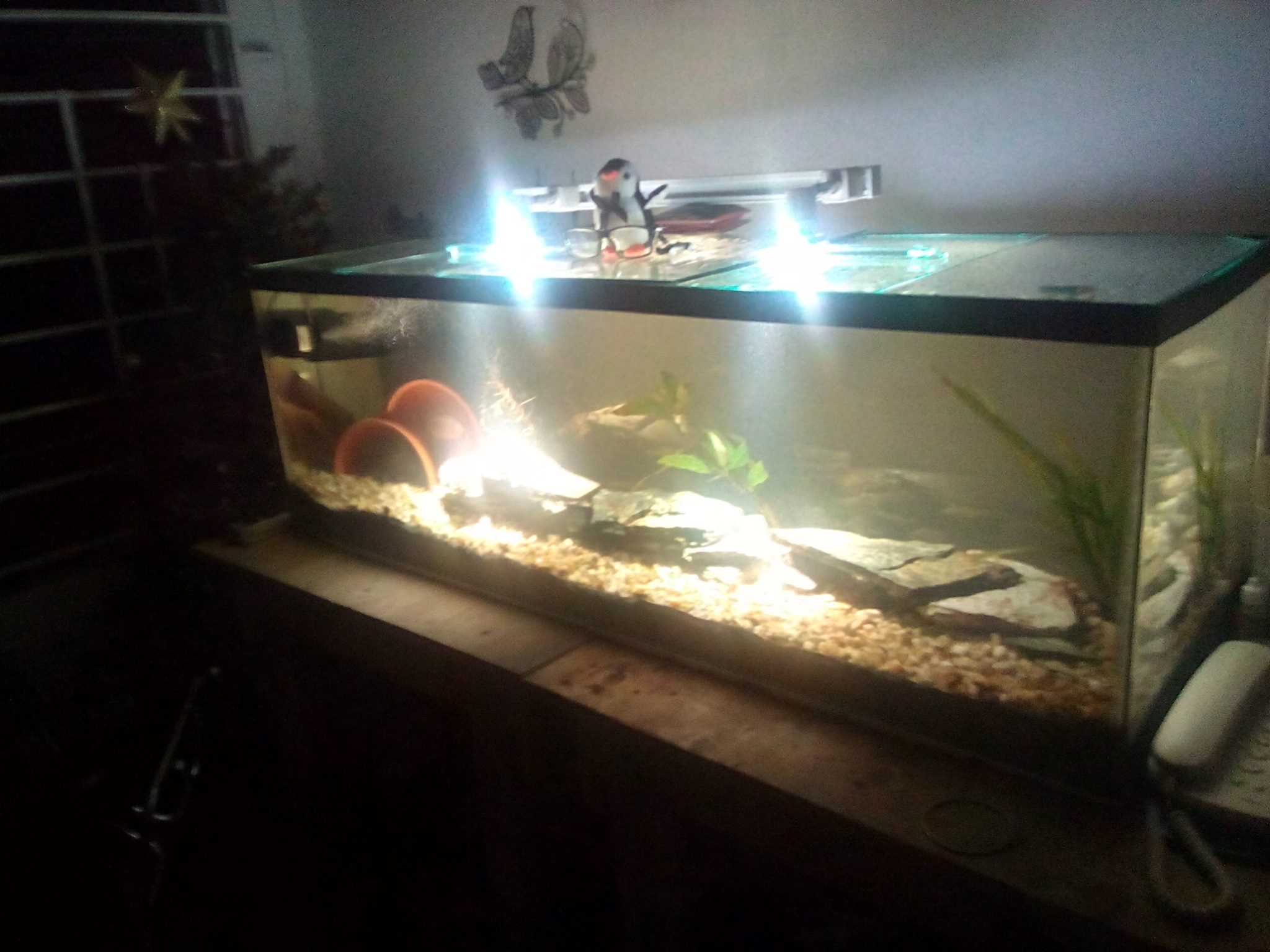 Ciclidos