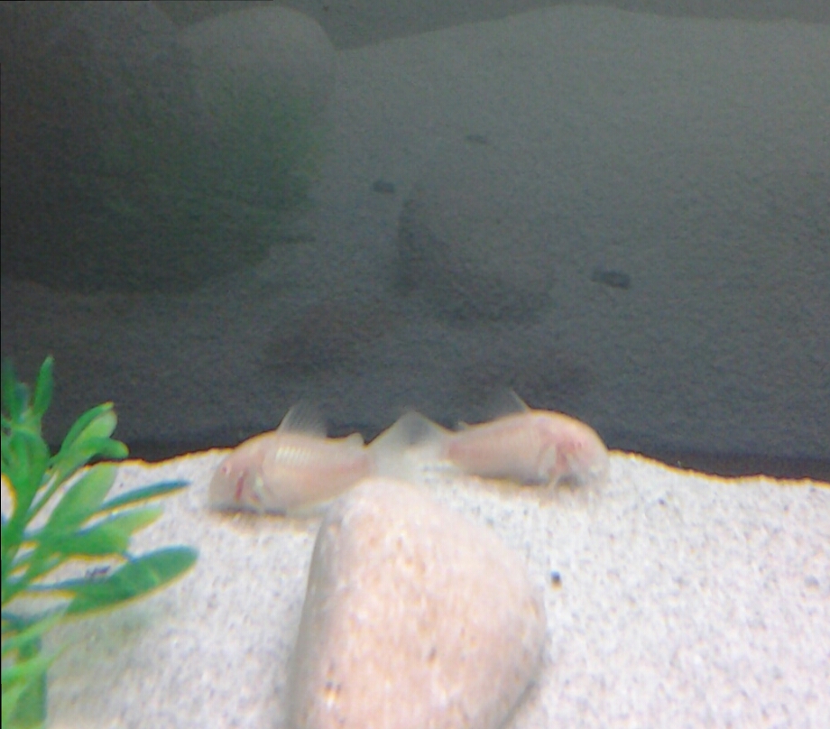 Corydoras albinas