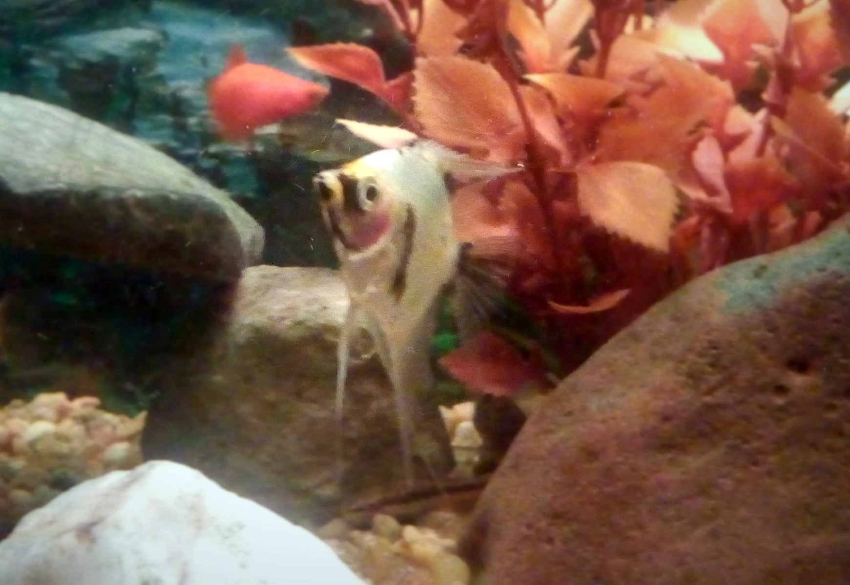 Escalar koi