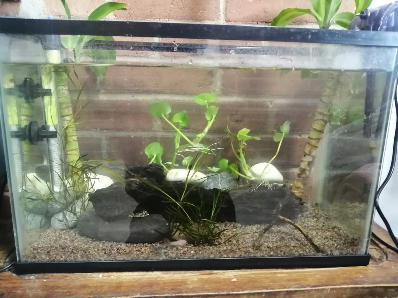 Este es mi acuario