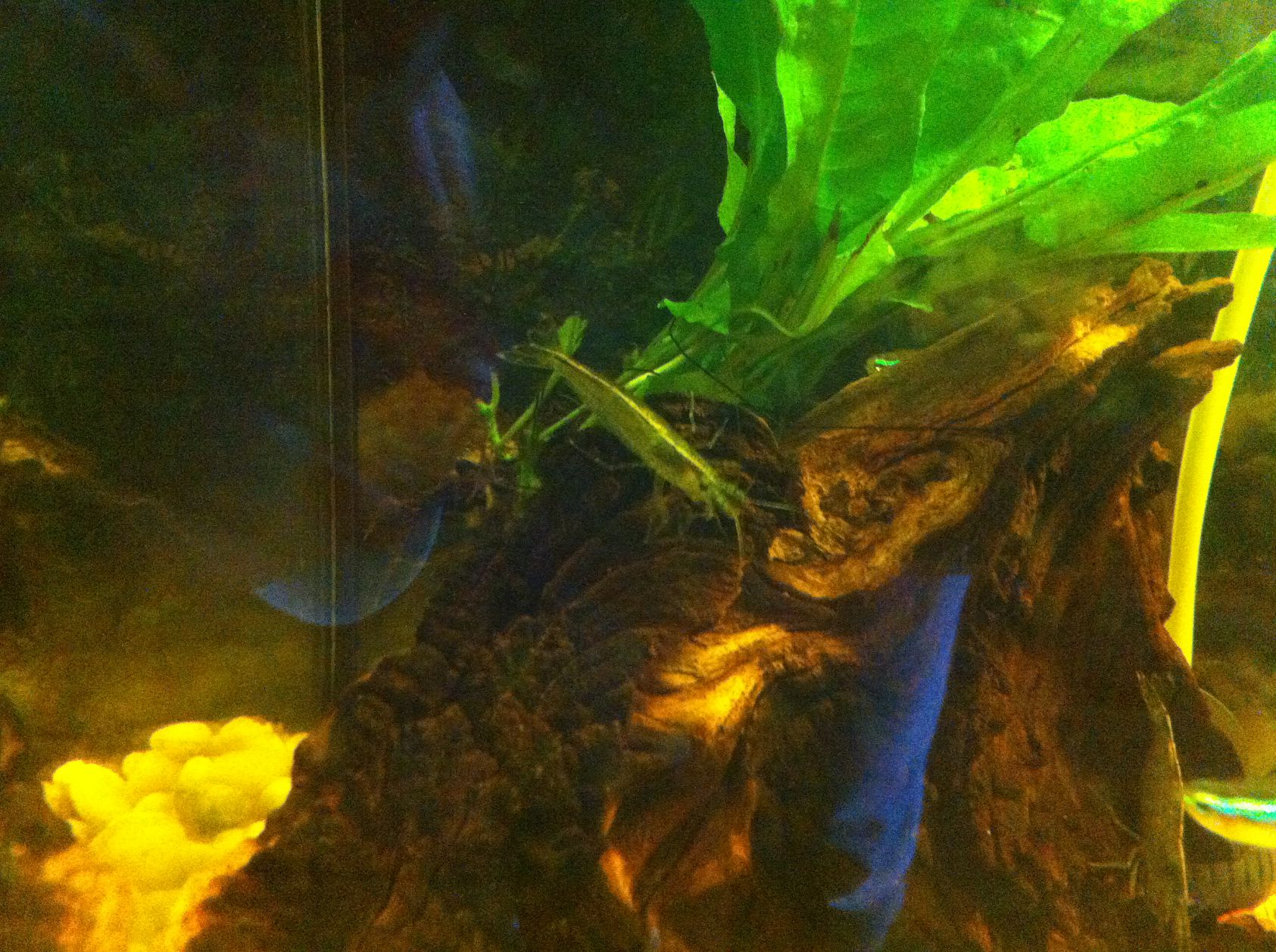 Gamba Japonica