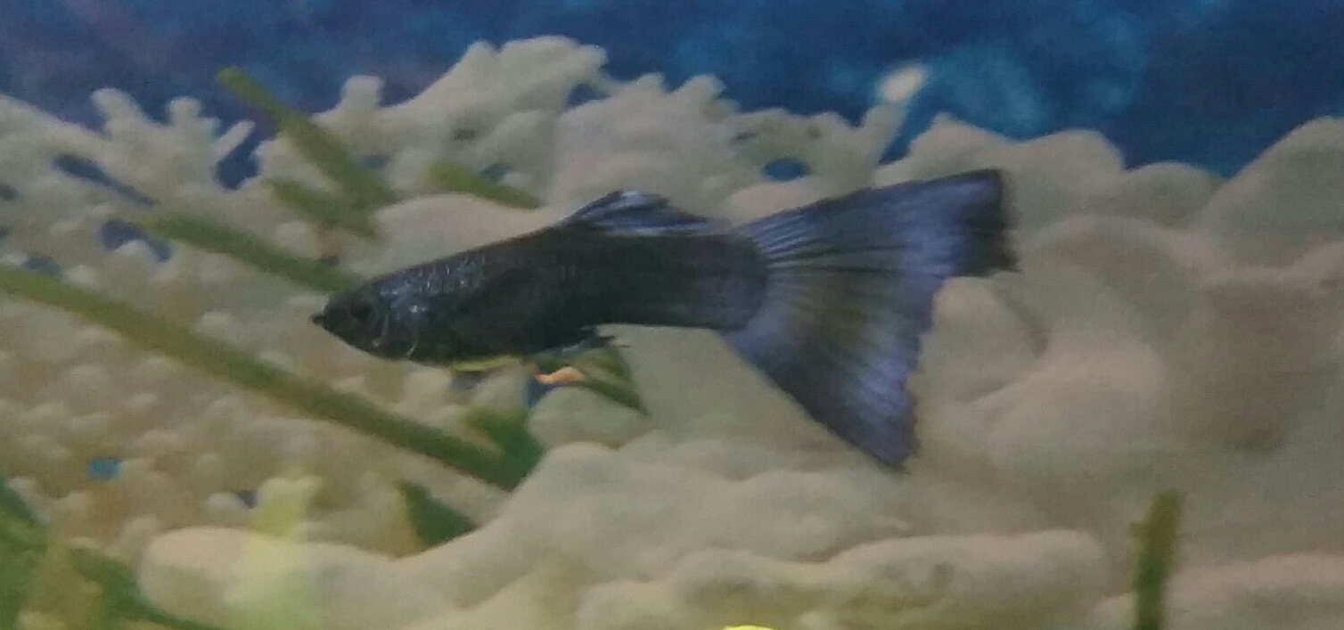 Guppy macho.