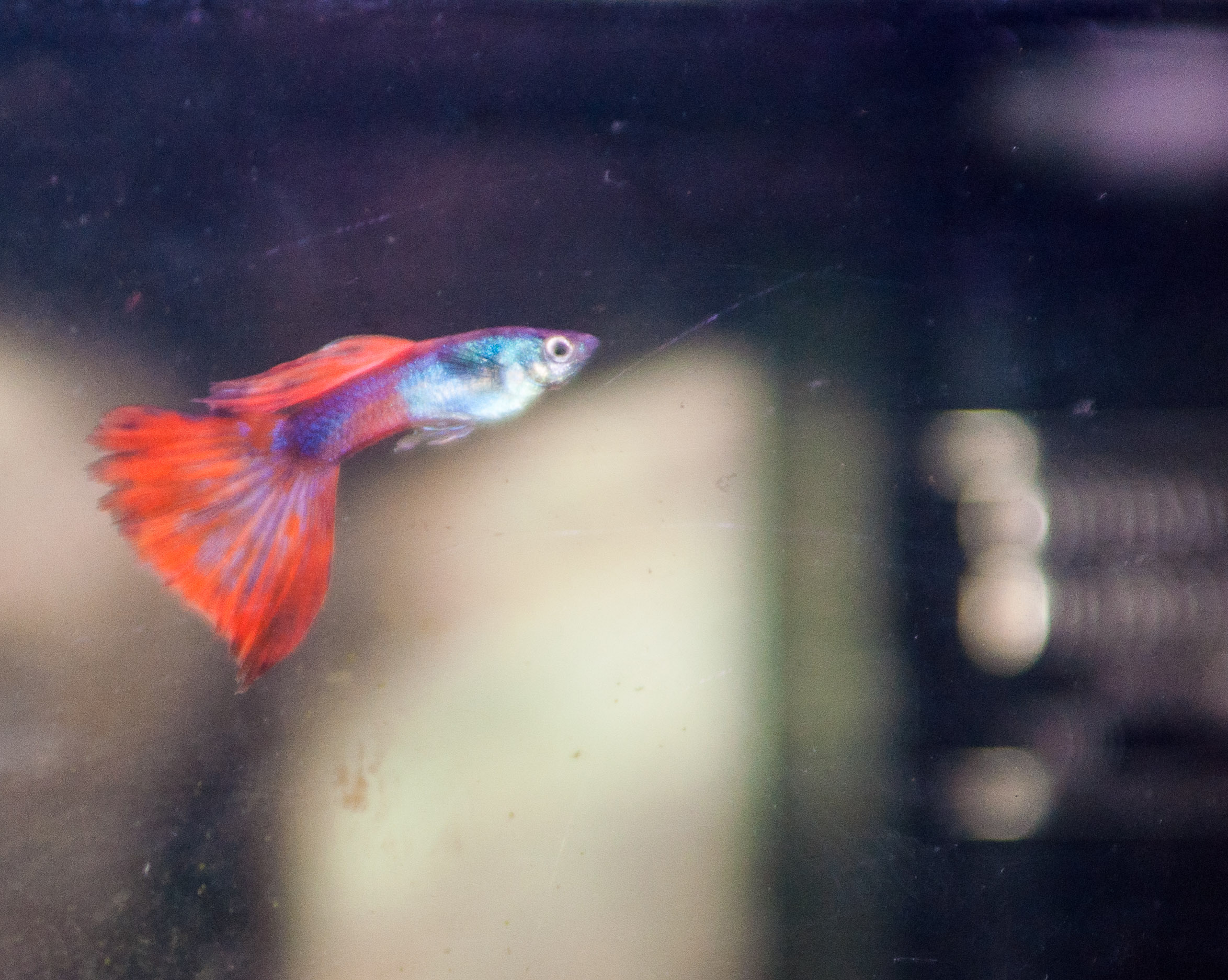 Guppy macho