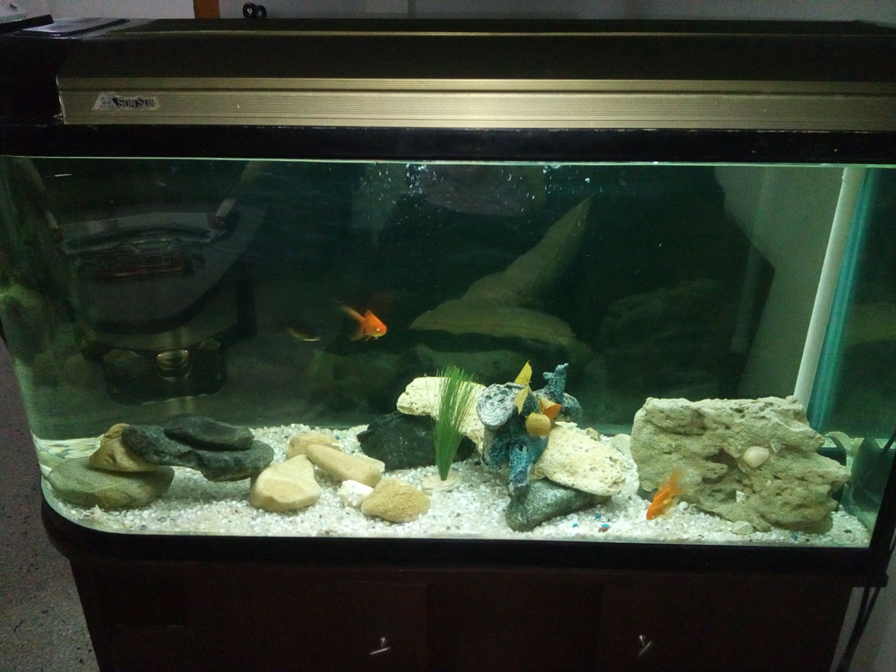 les presento mi primer acuario