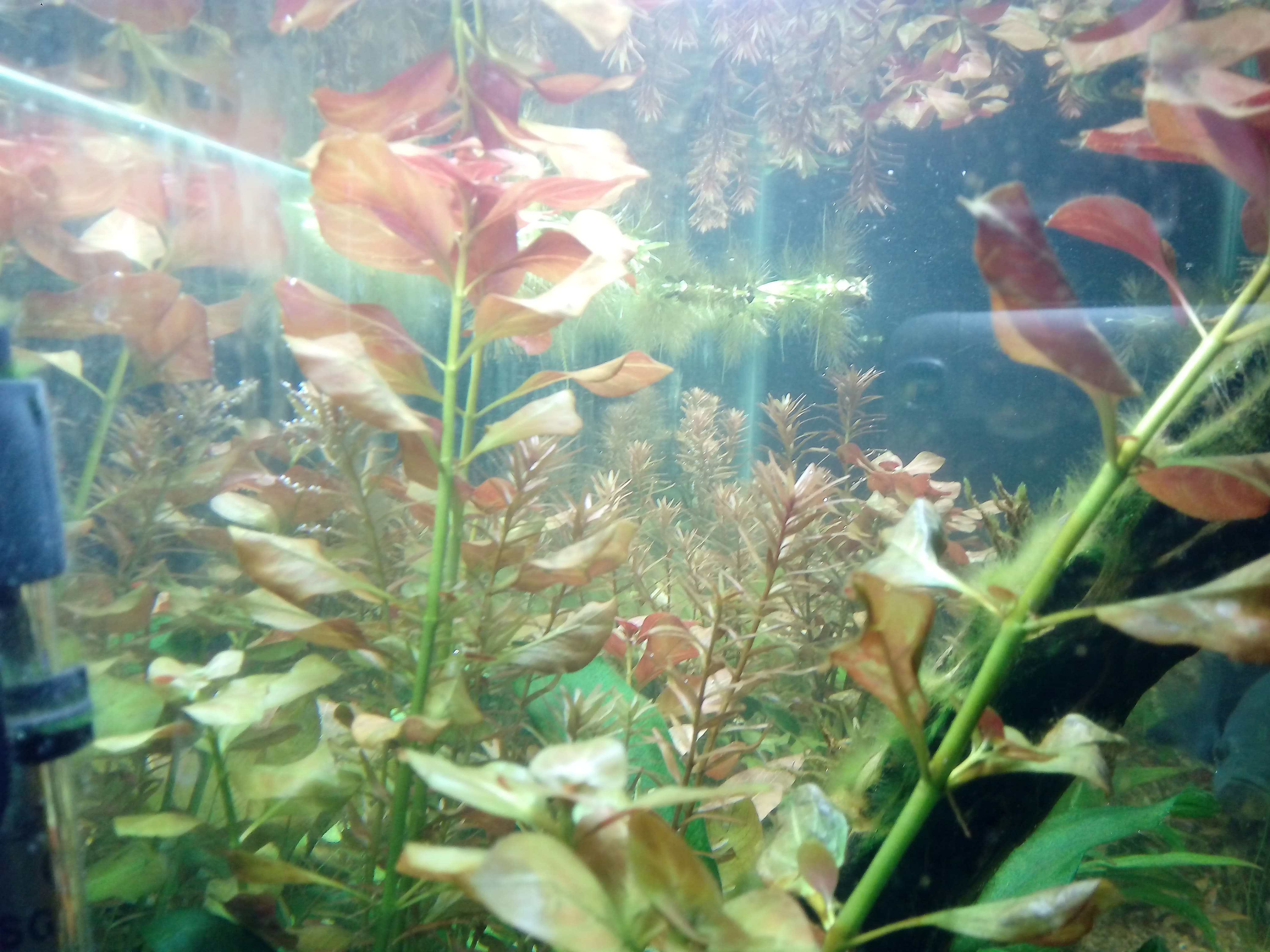 Ludwigia Ovalis y Rotala Rotundifolia