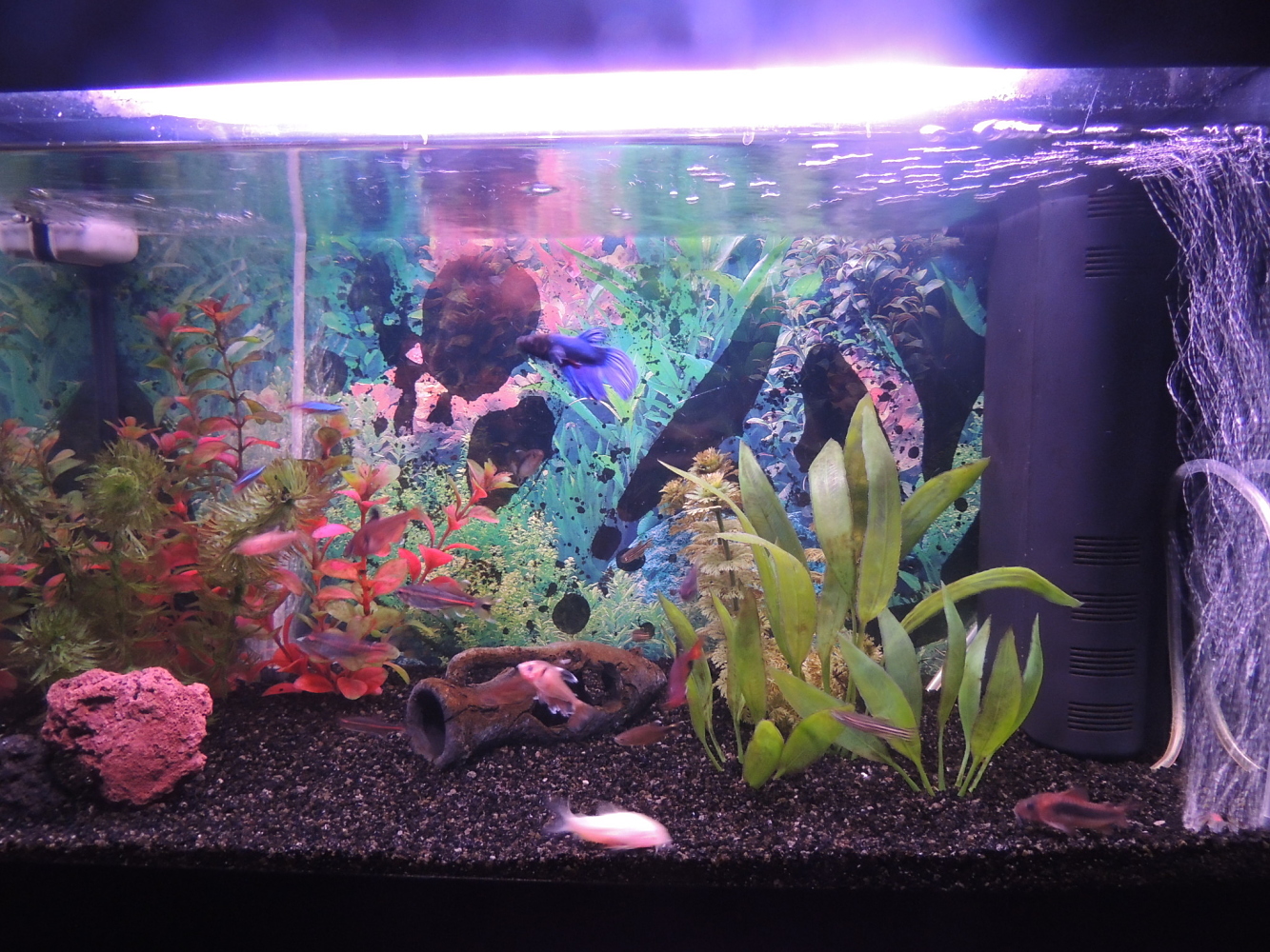 Mi Acuario 1