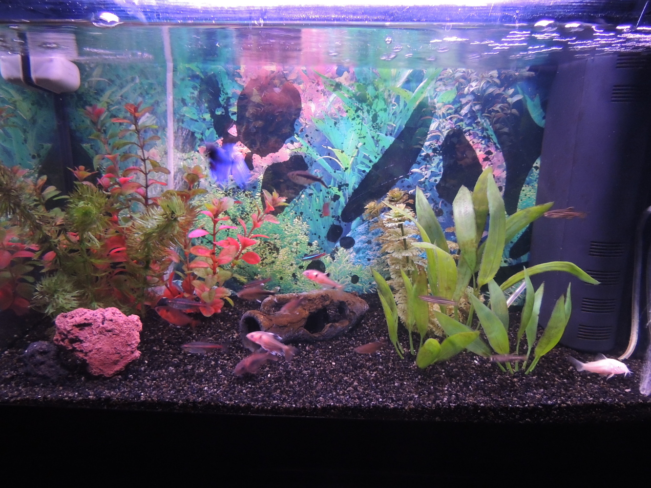 Mi Acuario 4