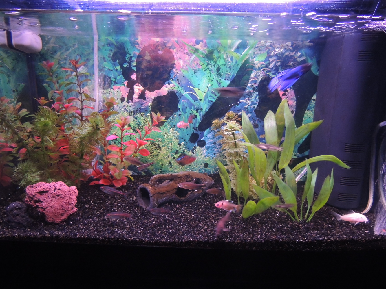 Mi Acuario 5