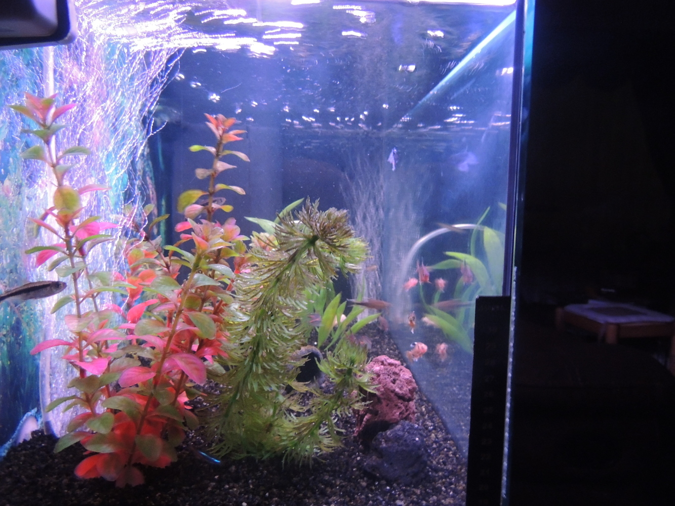 Mi Acuario 6