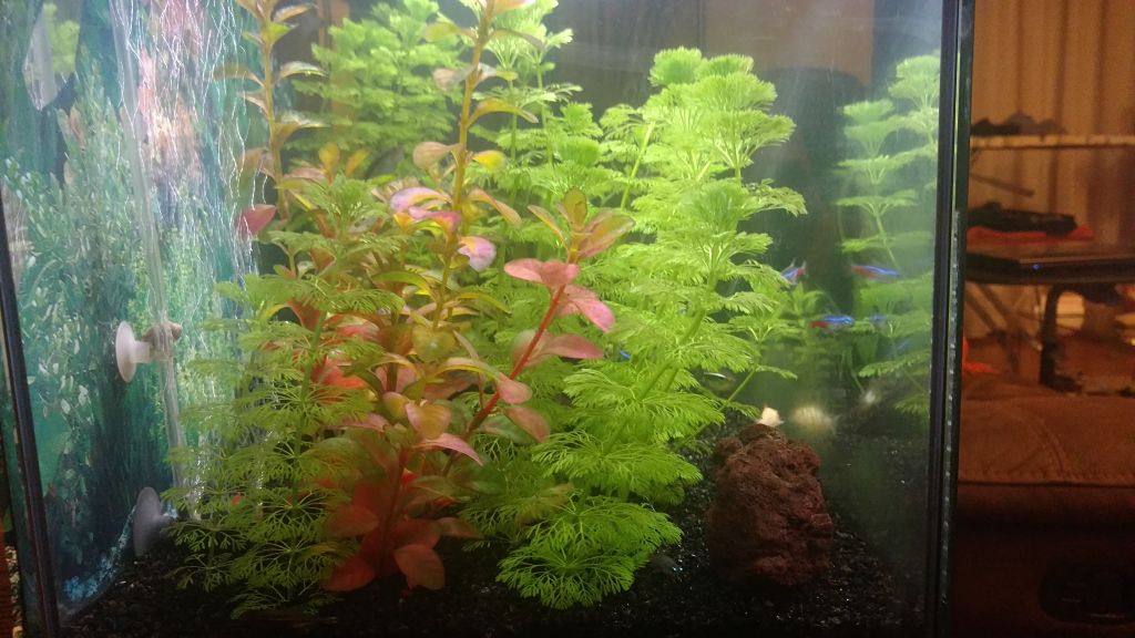 Mi acuario de 60L