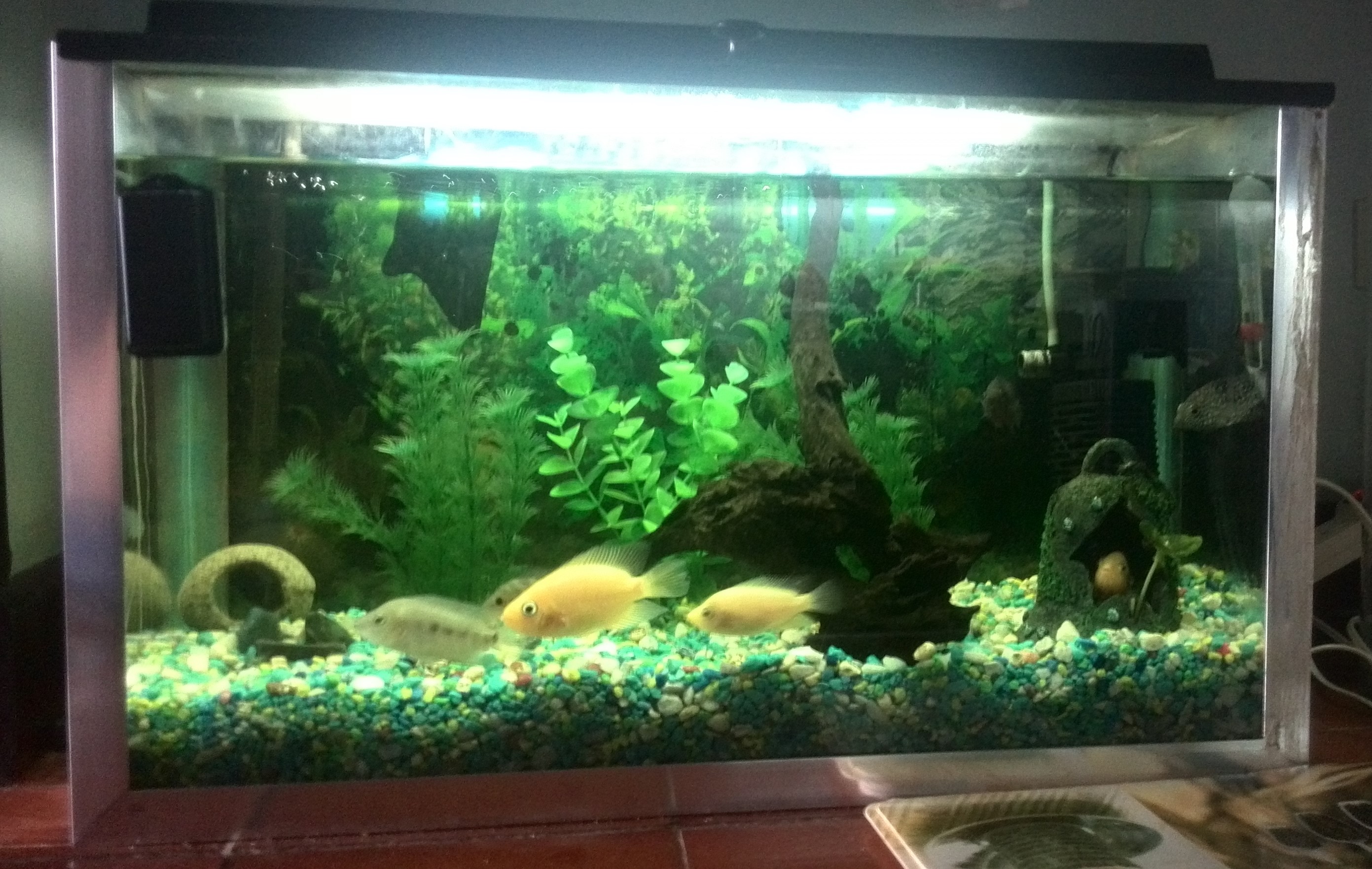 Mi acuario de Parrots, Midas y Texas
