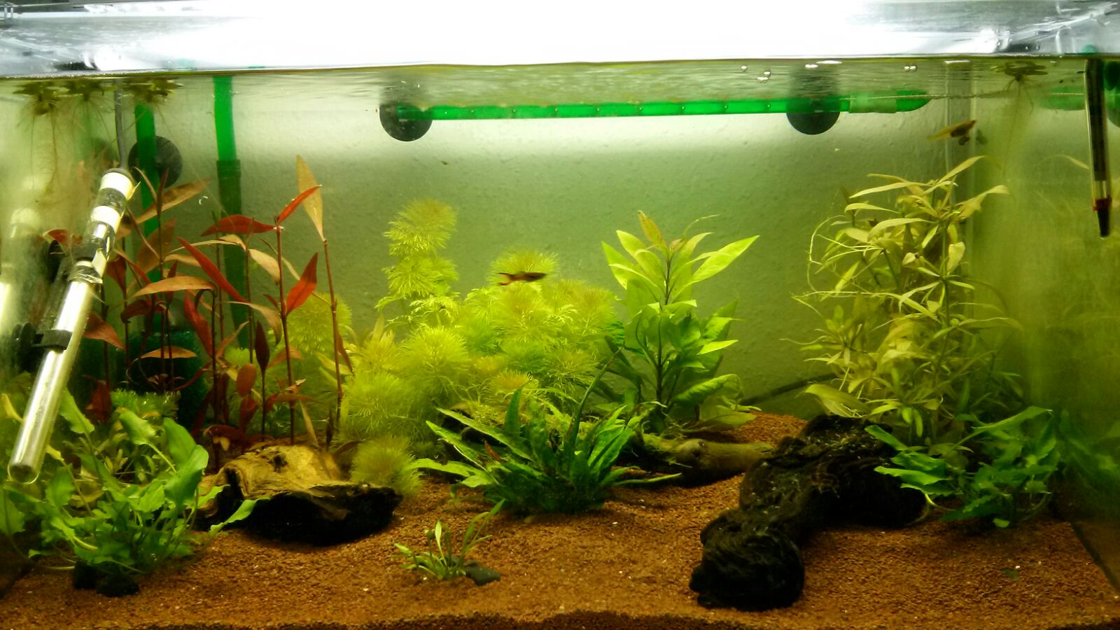 Mi acuario