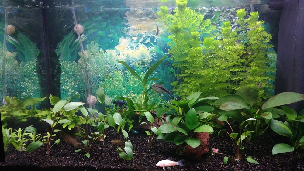 Mi Acuario
