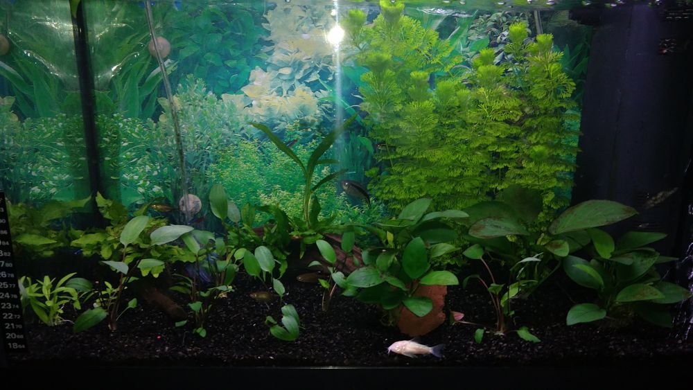 Mi Acuario