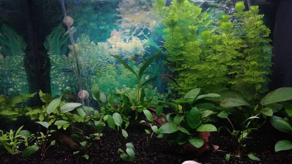 Mi Acuario