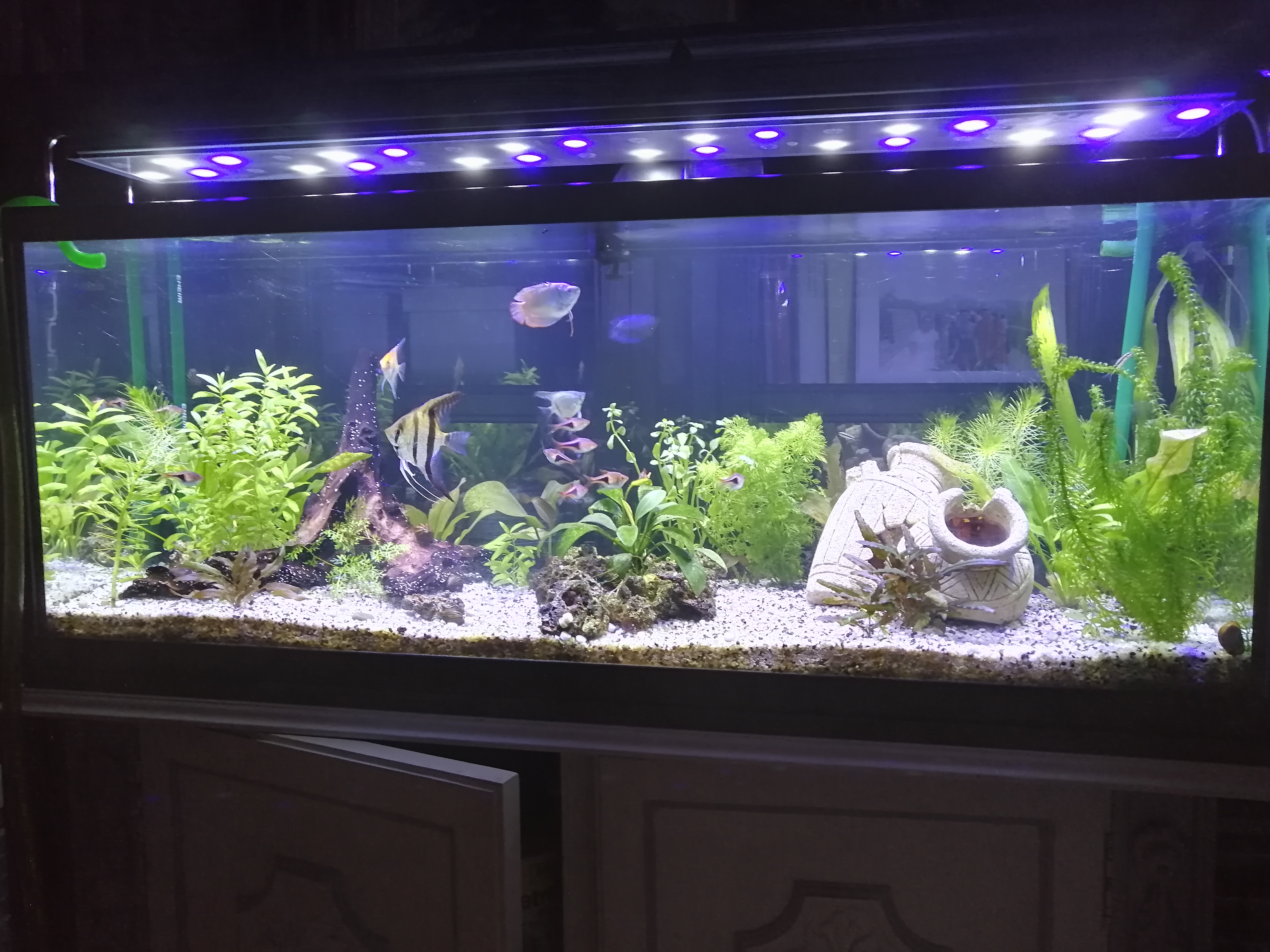 Mi Acuario