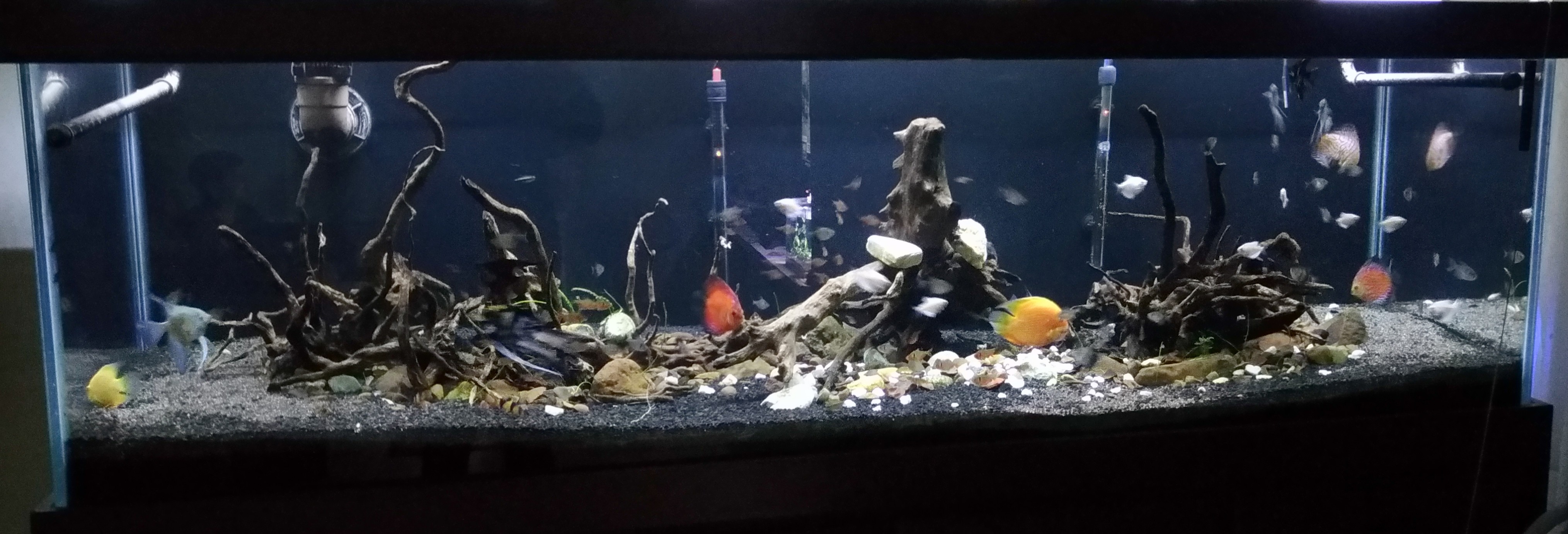 Mi nuevo diseño. Acuario com 1200 litros