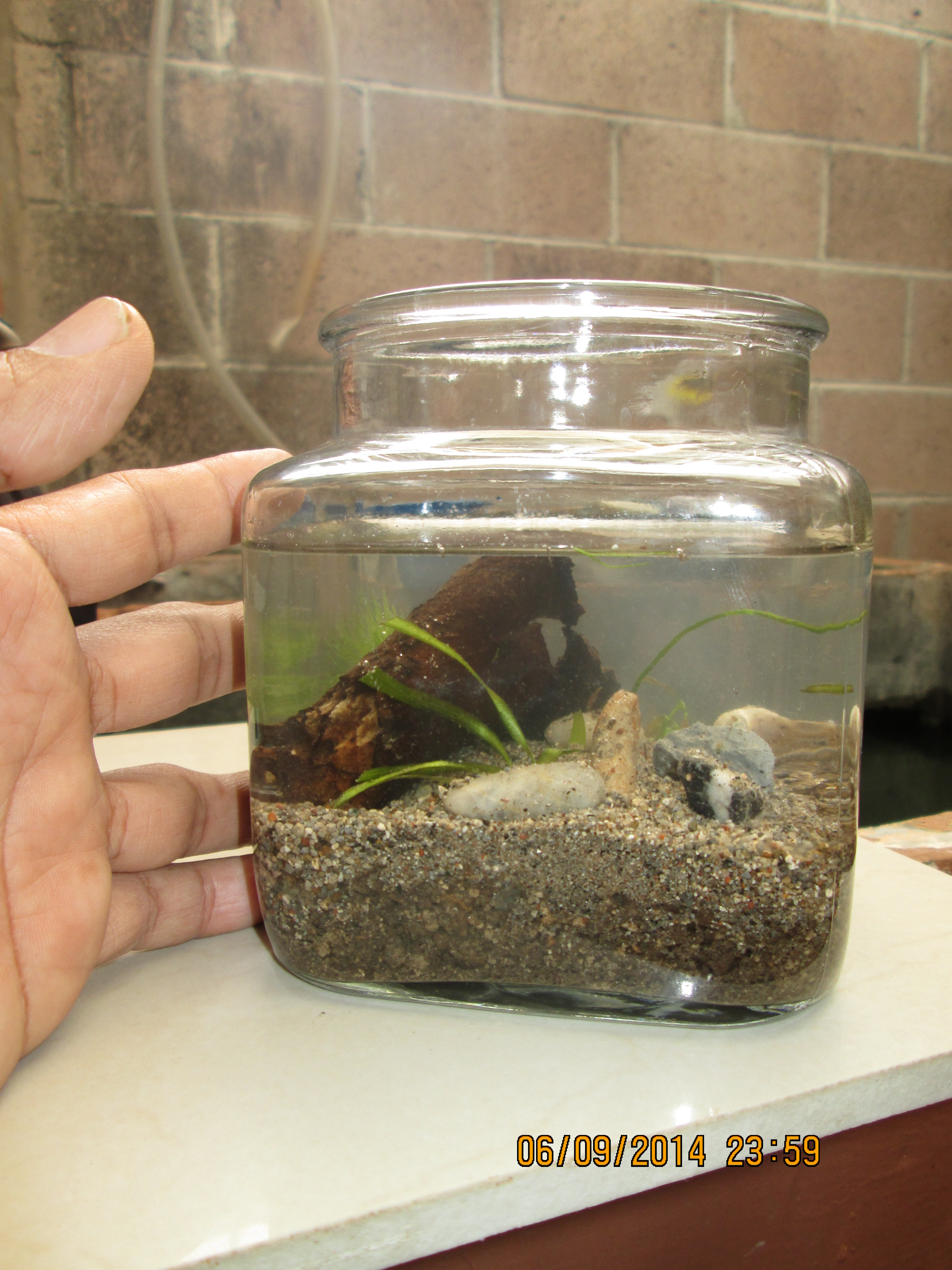 Mi primer nano acuario de 1.1 L