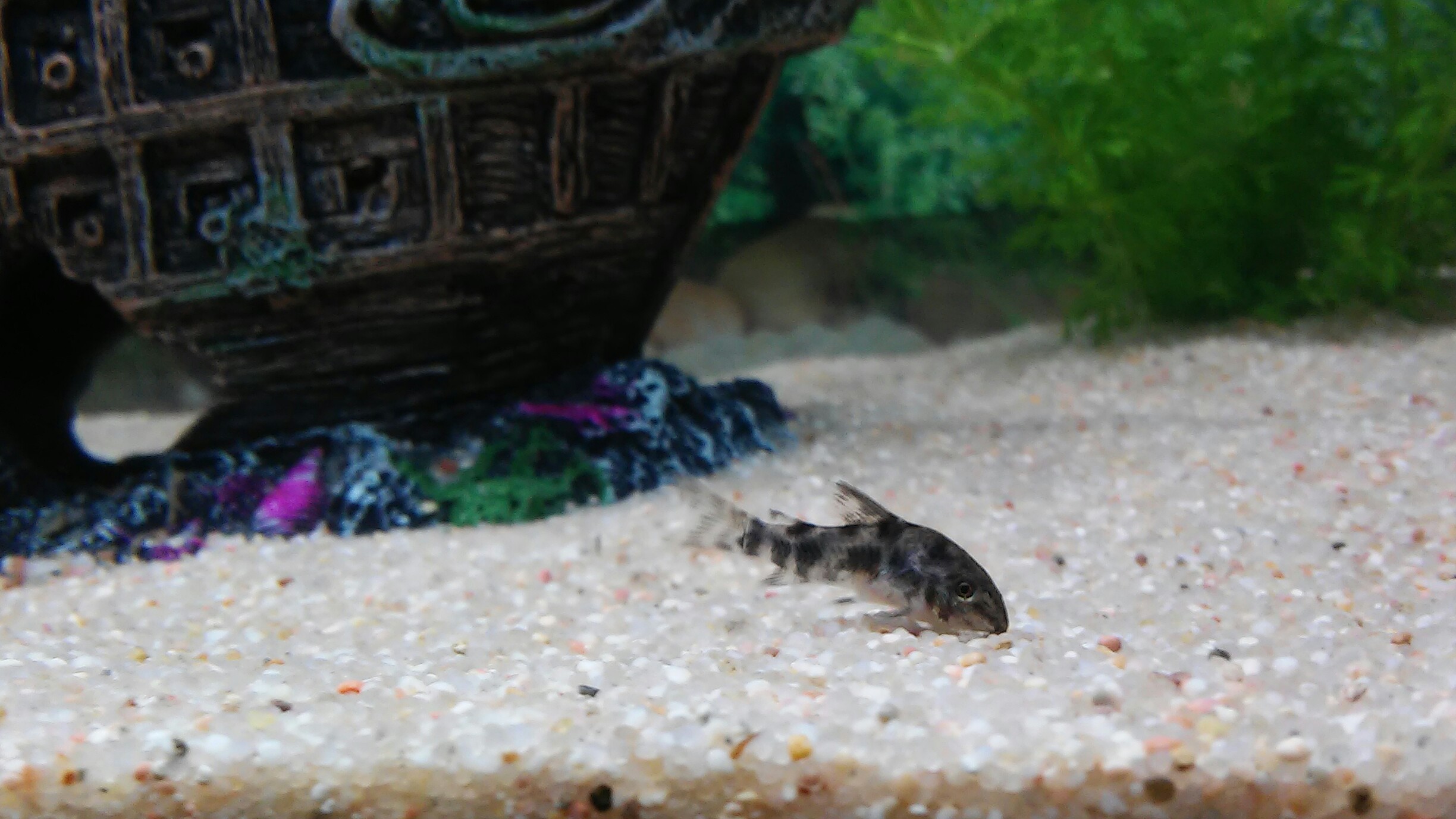 Mini Corydora Paleatus