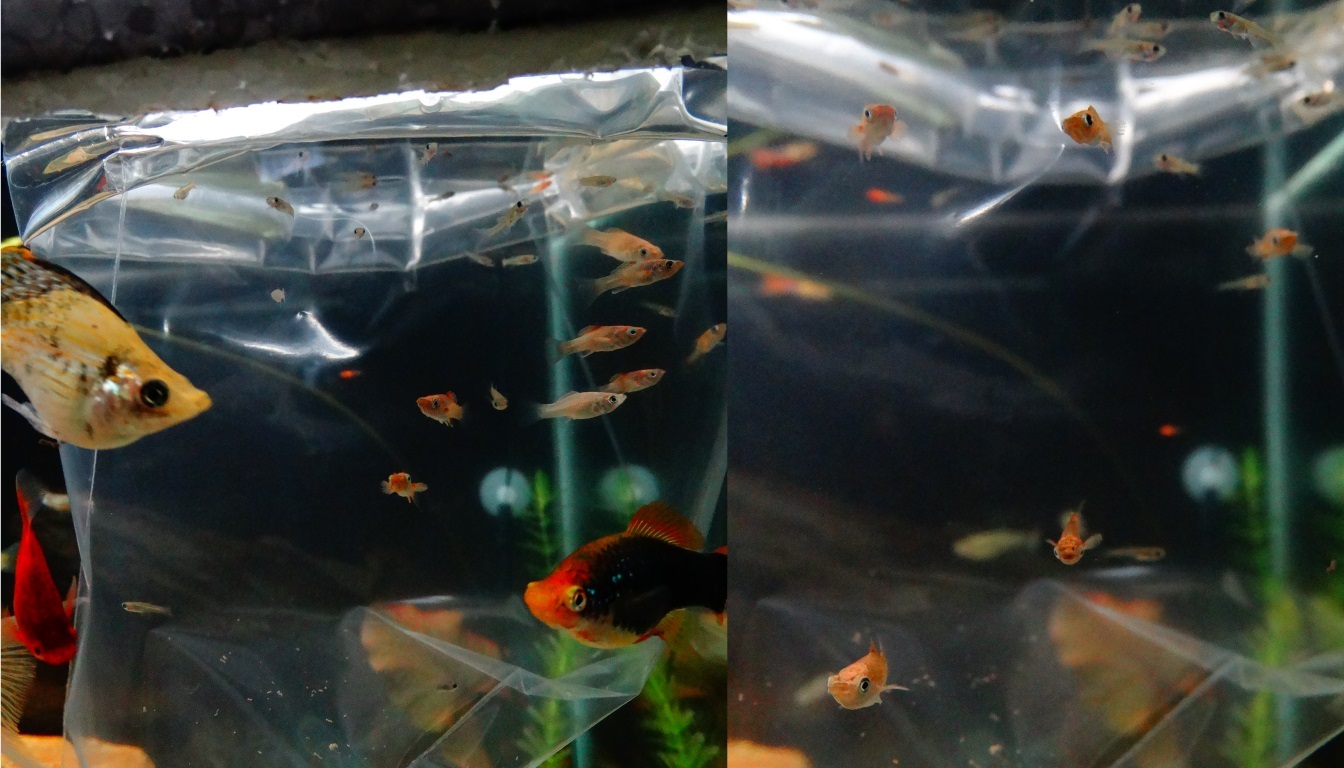 Mis pequeñines!