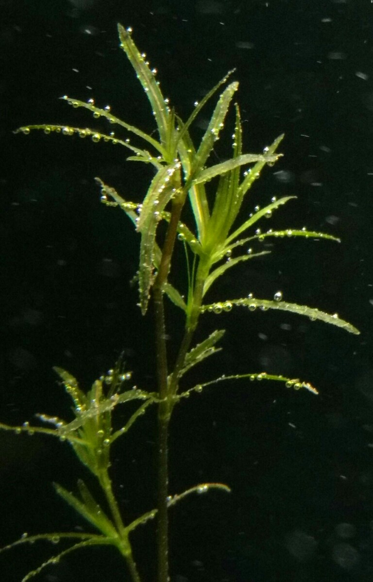 Naja Guadalupensis