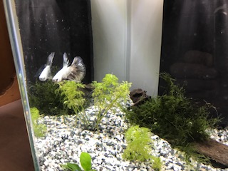 Nano acuario Betta