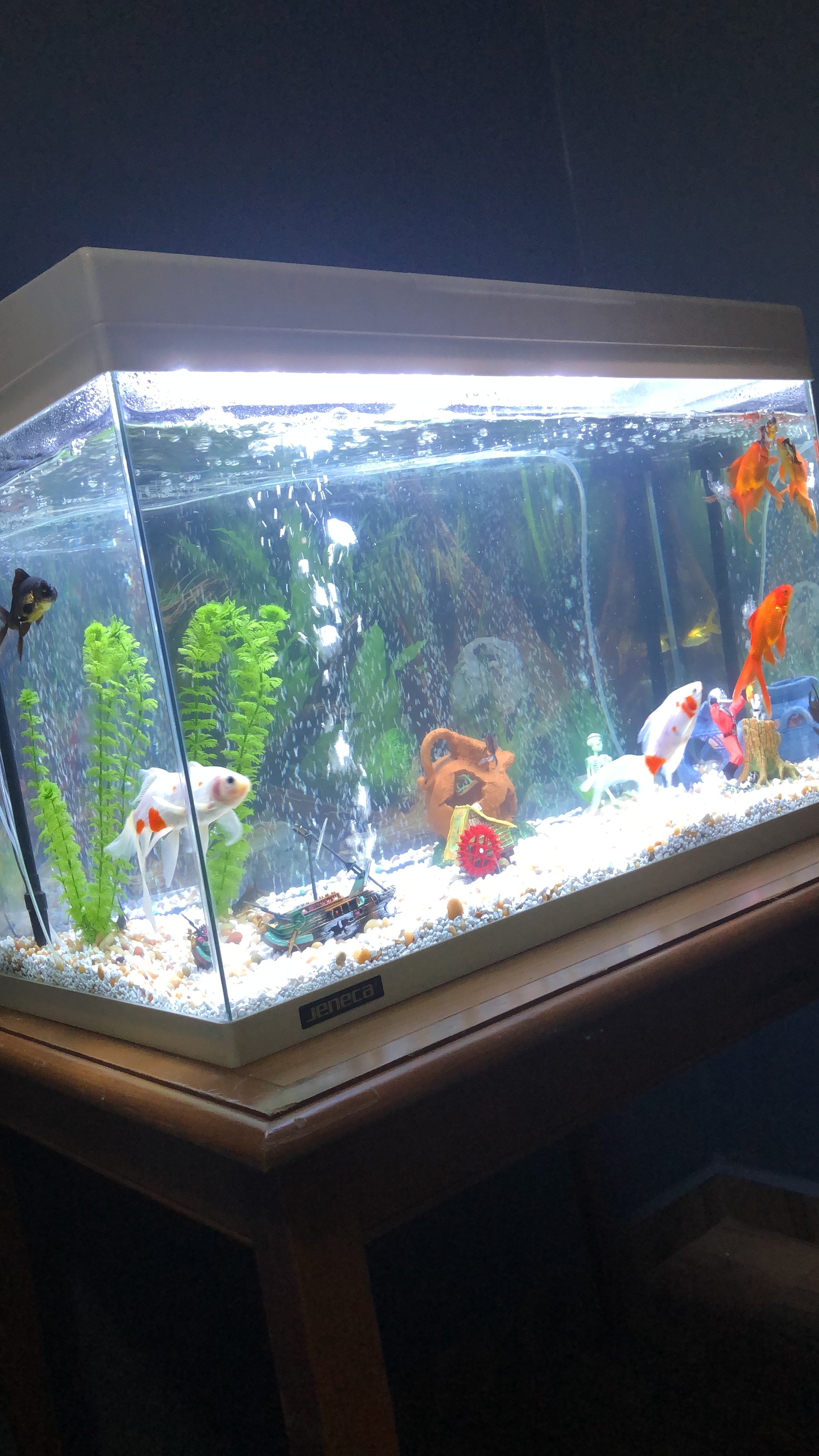 Nuevo Acuario