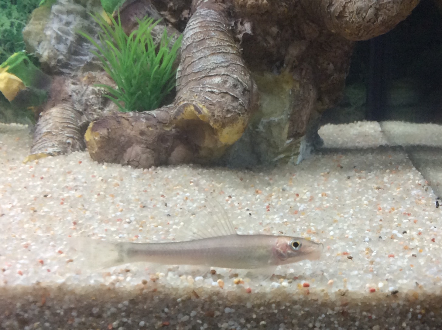 Otocinclus Affinis