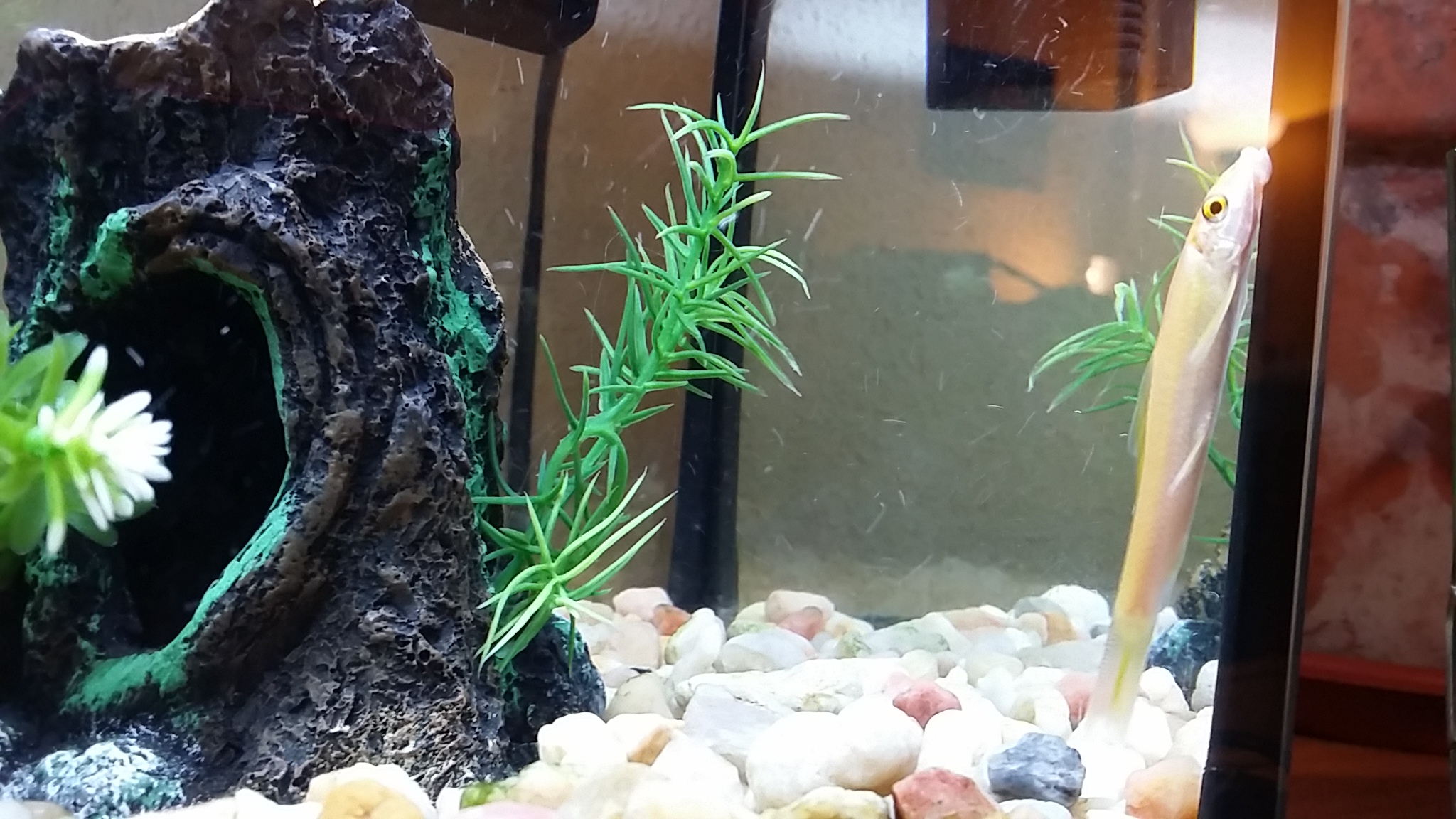 Pecera 25 litros(Mollys, Gupys, Tetras y albino Chino comelagas)