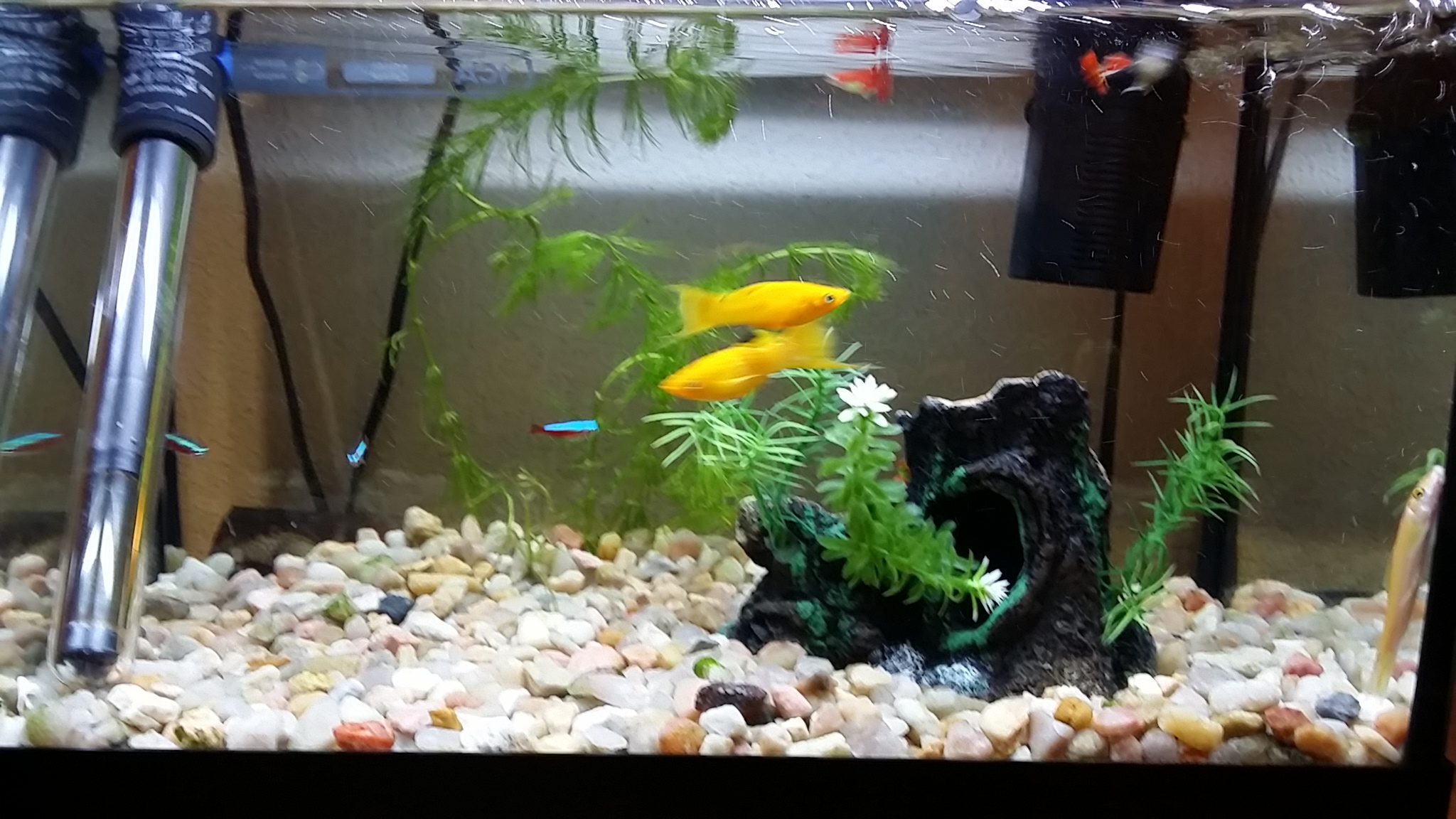 Pecera 25 litros(Mollys, Gupys, Tetras y albino Chino comelagas)