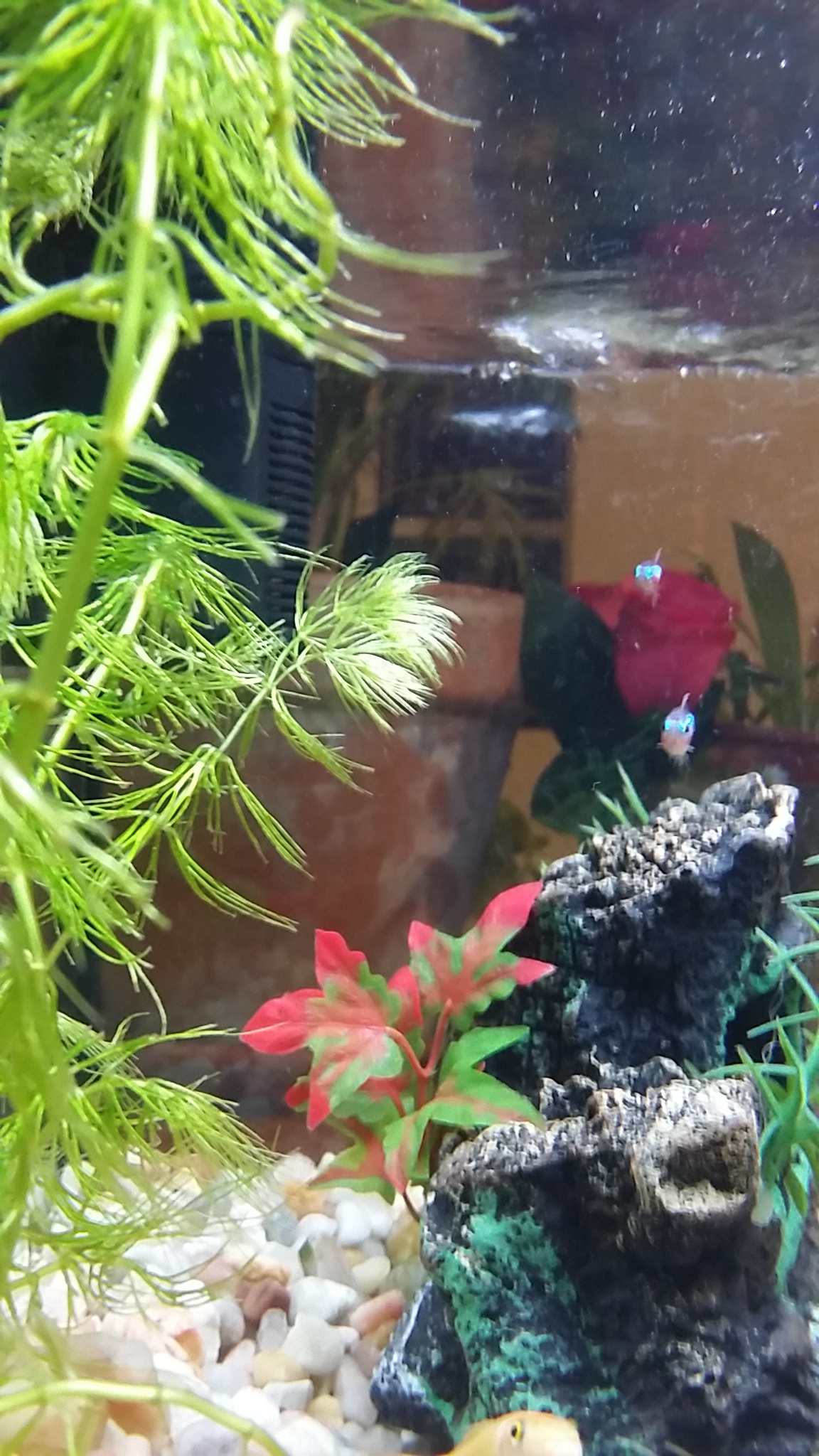 Pecera 25 litros(Mollys, Gupys, Tetras y albino Chino comelagas)