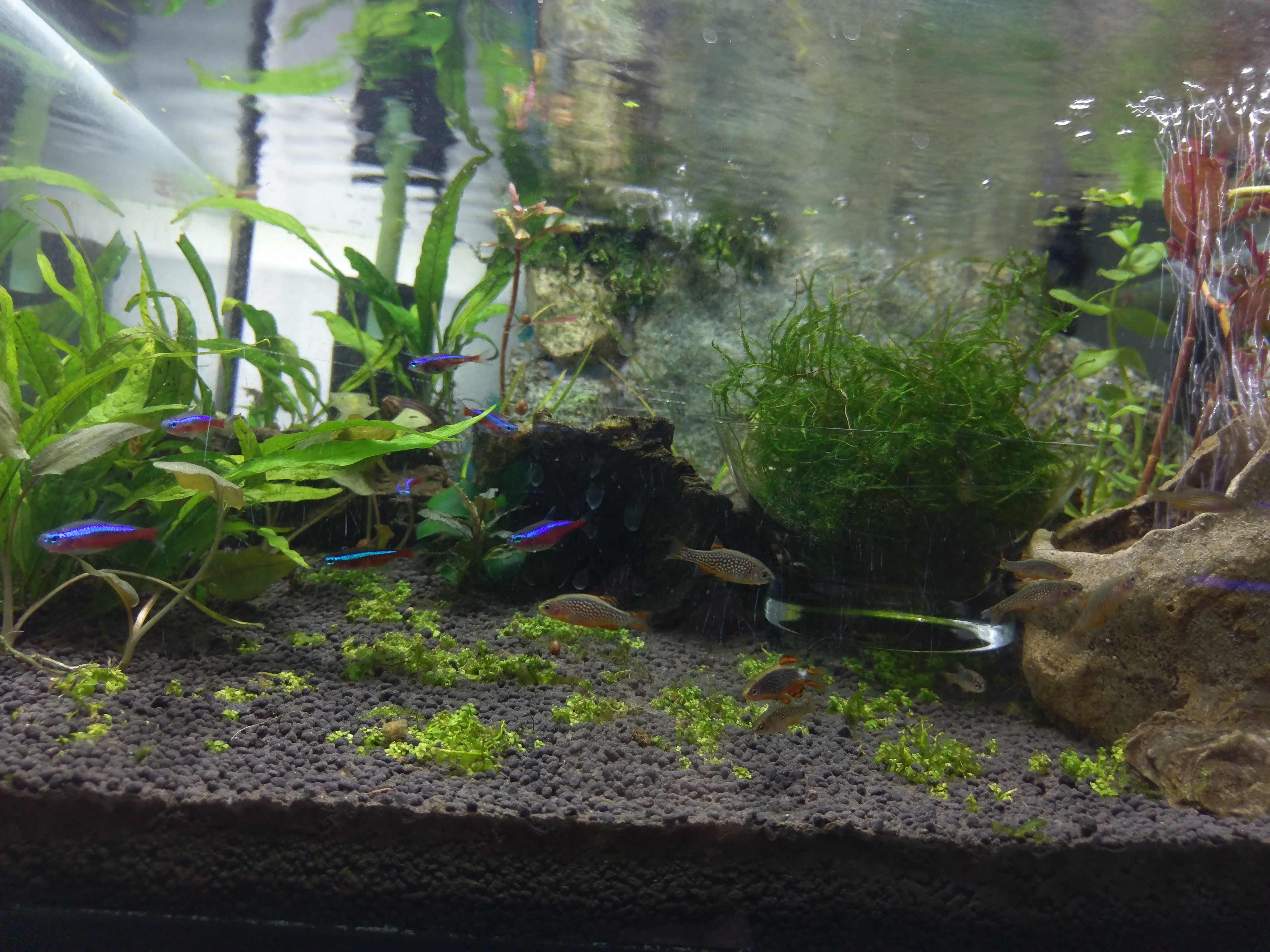 Peces Neon cardenal, Endlers y Danios margaritatus