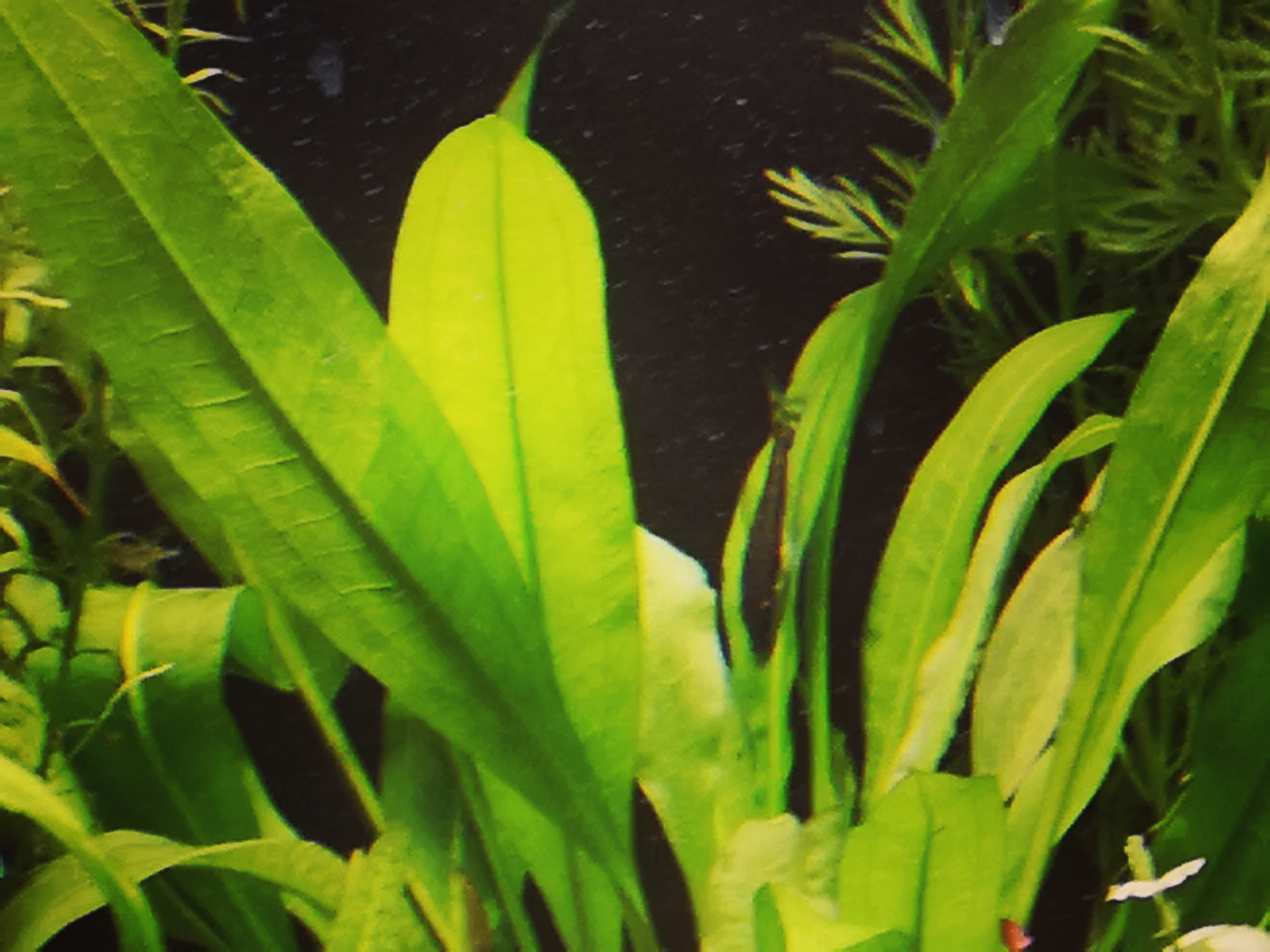 Pez come algas y plantas