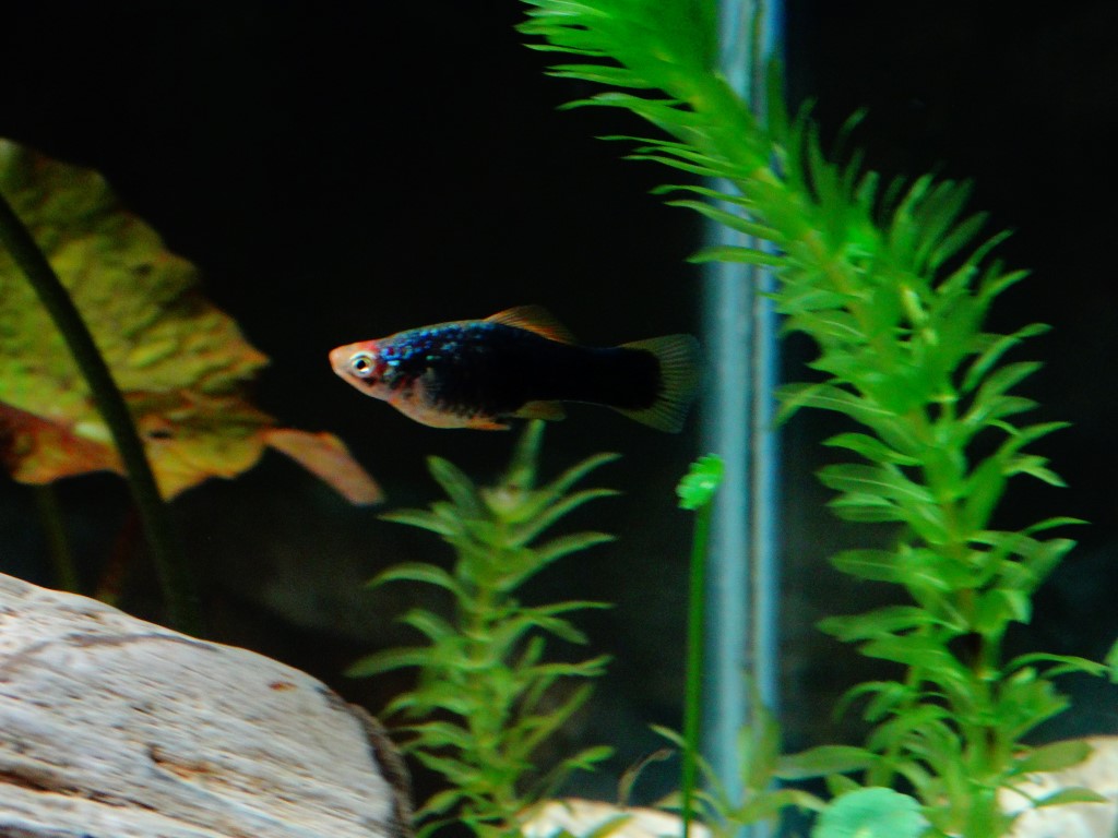 Pez