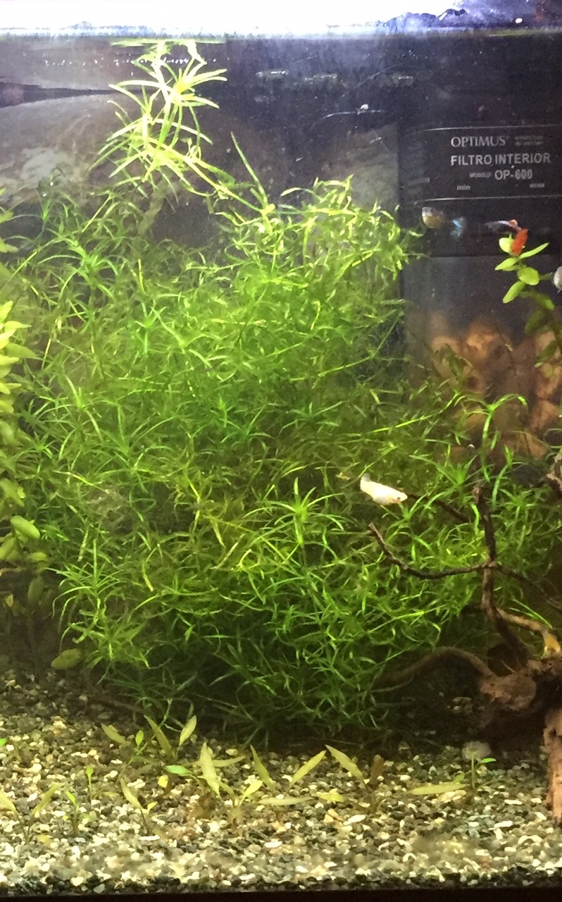 Planta desconocida