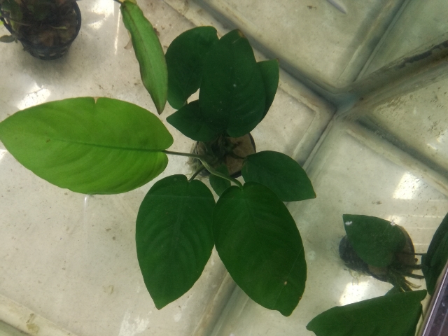Plantas