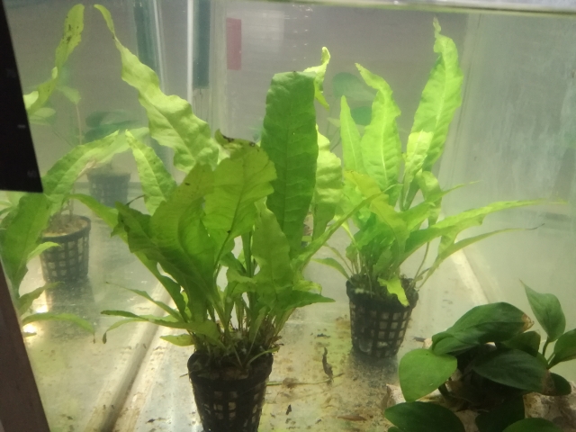 Plantas