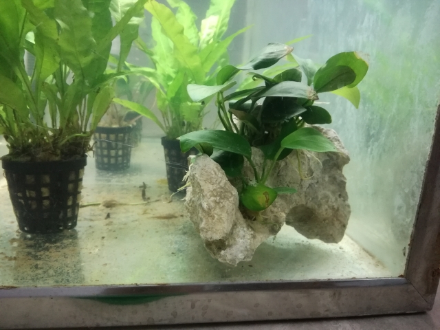 Plantas