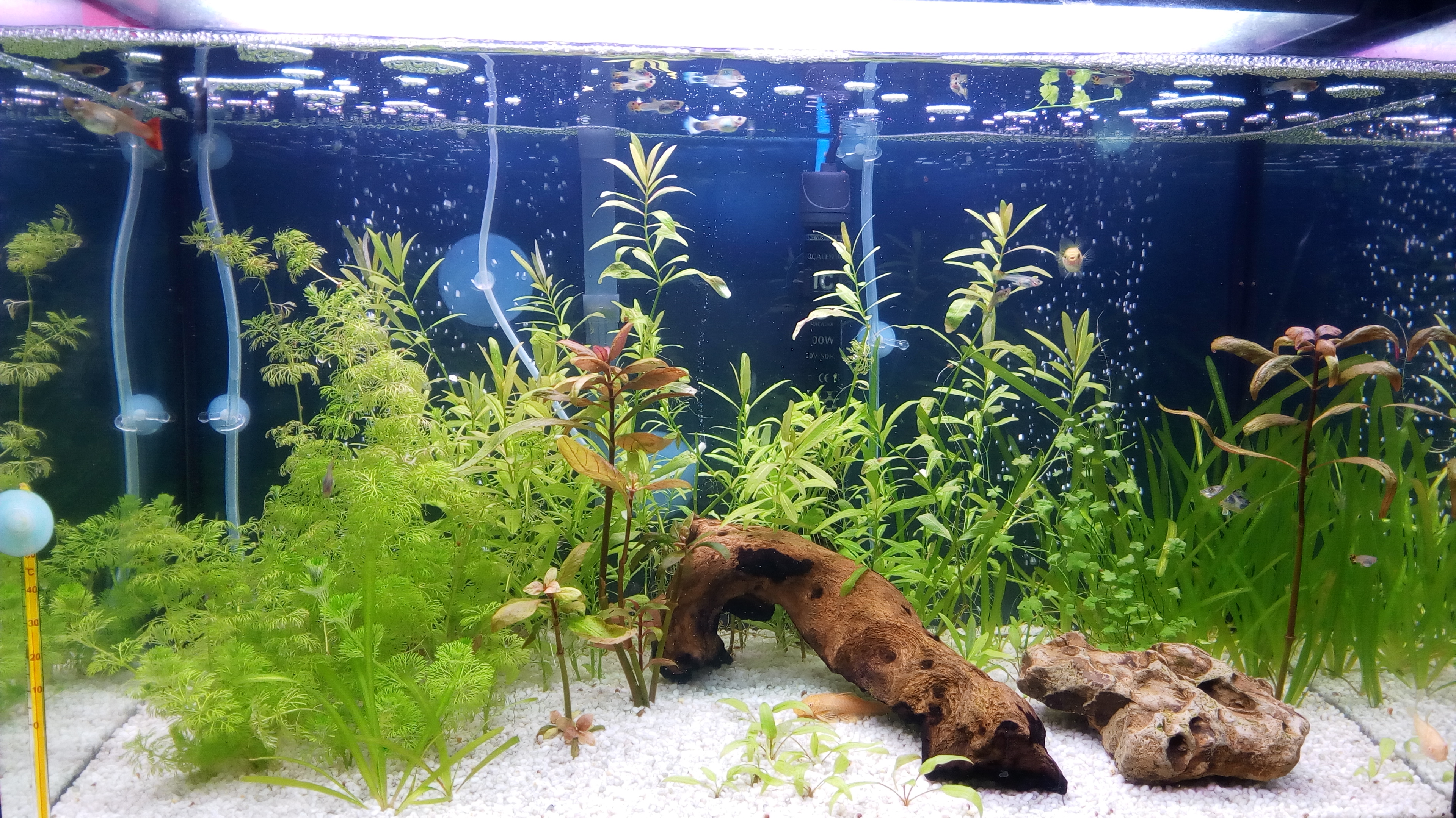 Podado y replantado