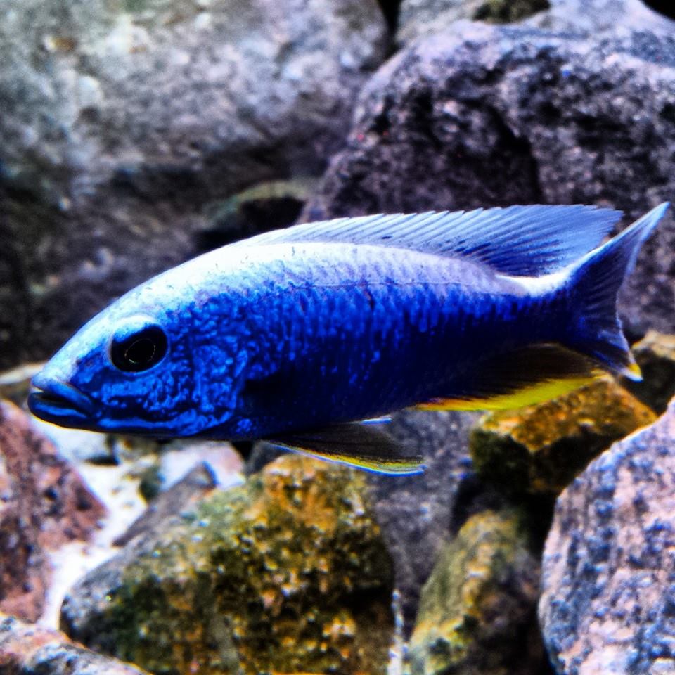 sciaenochromis fryeri iceberg