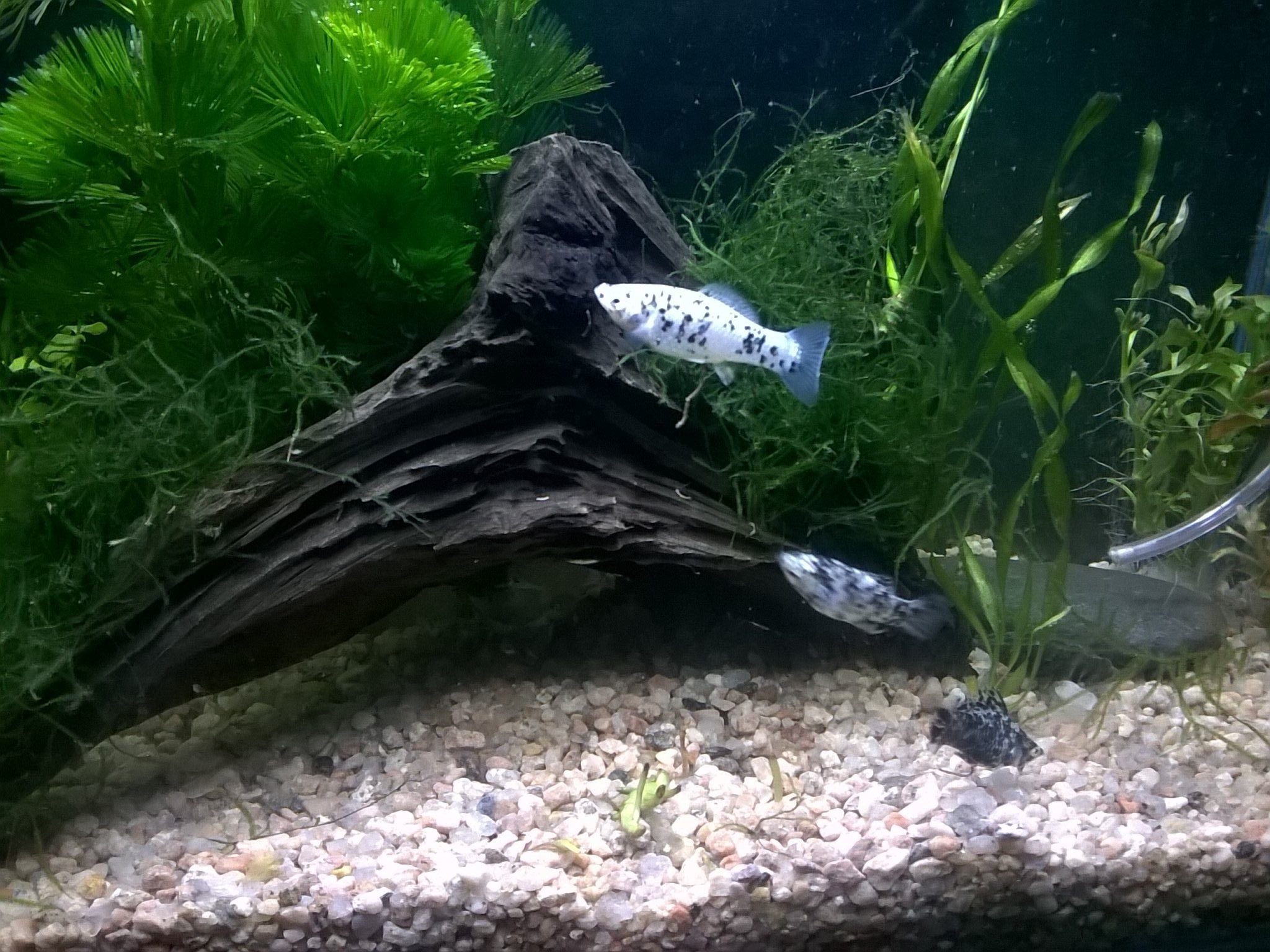 semi plantado